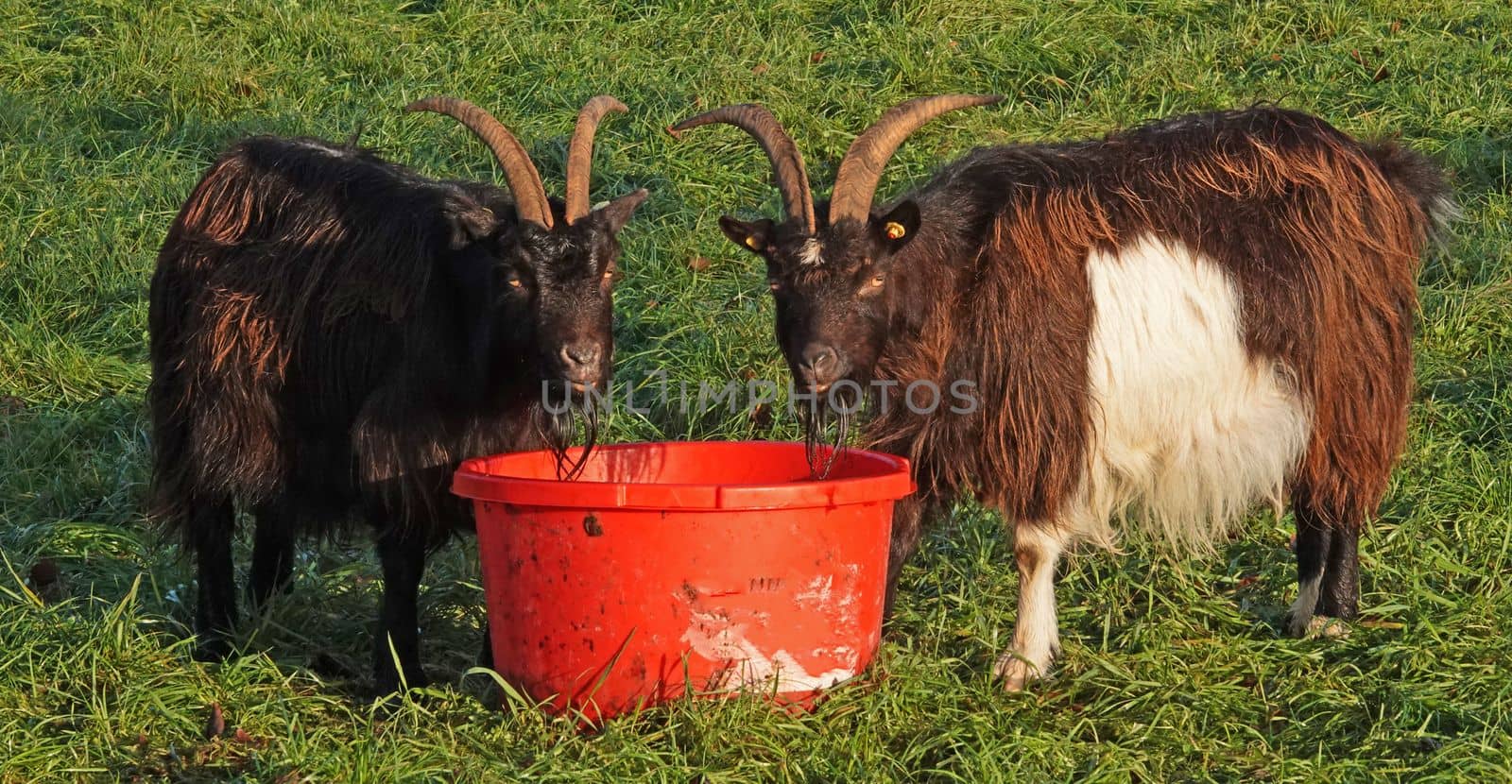Two Dutch Landrace Goats  with dark coat eat synchronously from a red plastic trough