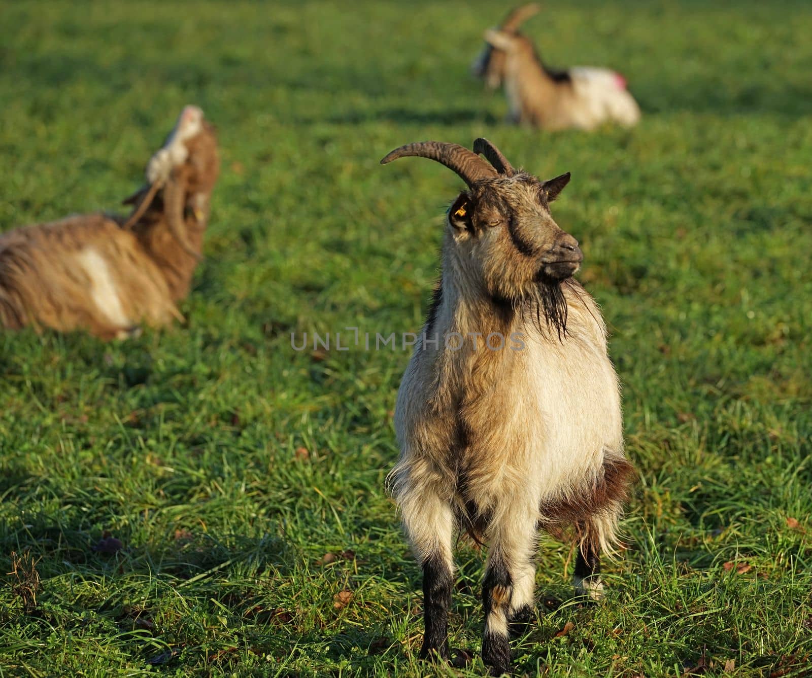Dutch Landrace Goats in a meadow.   This breed has horns and a goatee.