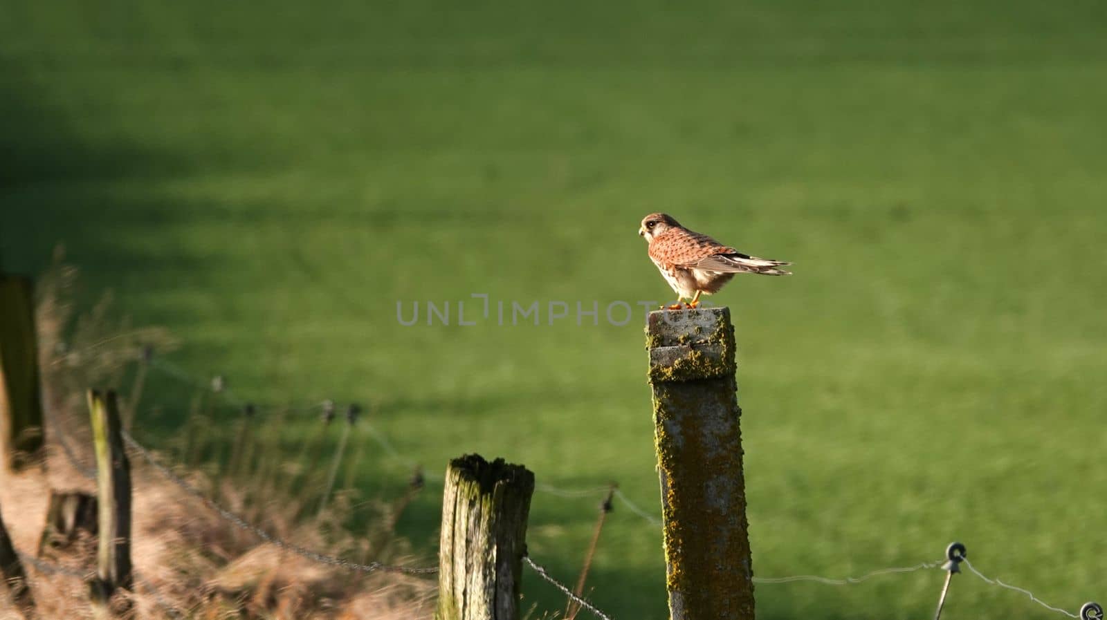 Female common kestrel (Falco tinnunculus) sits on an old concrete pole