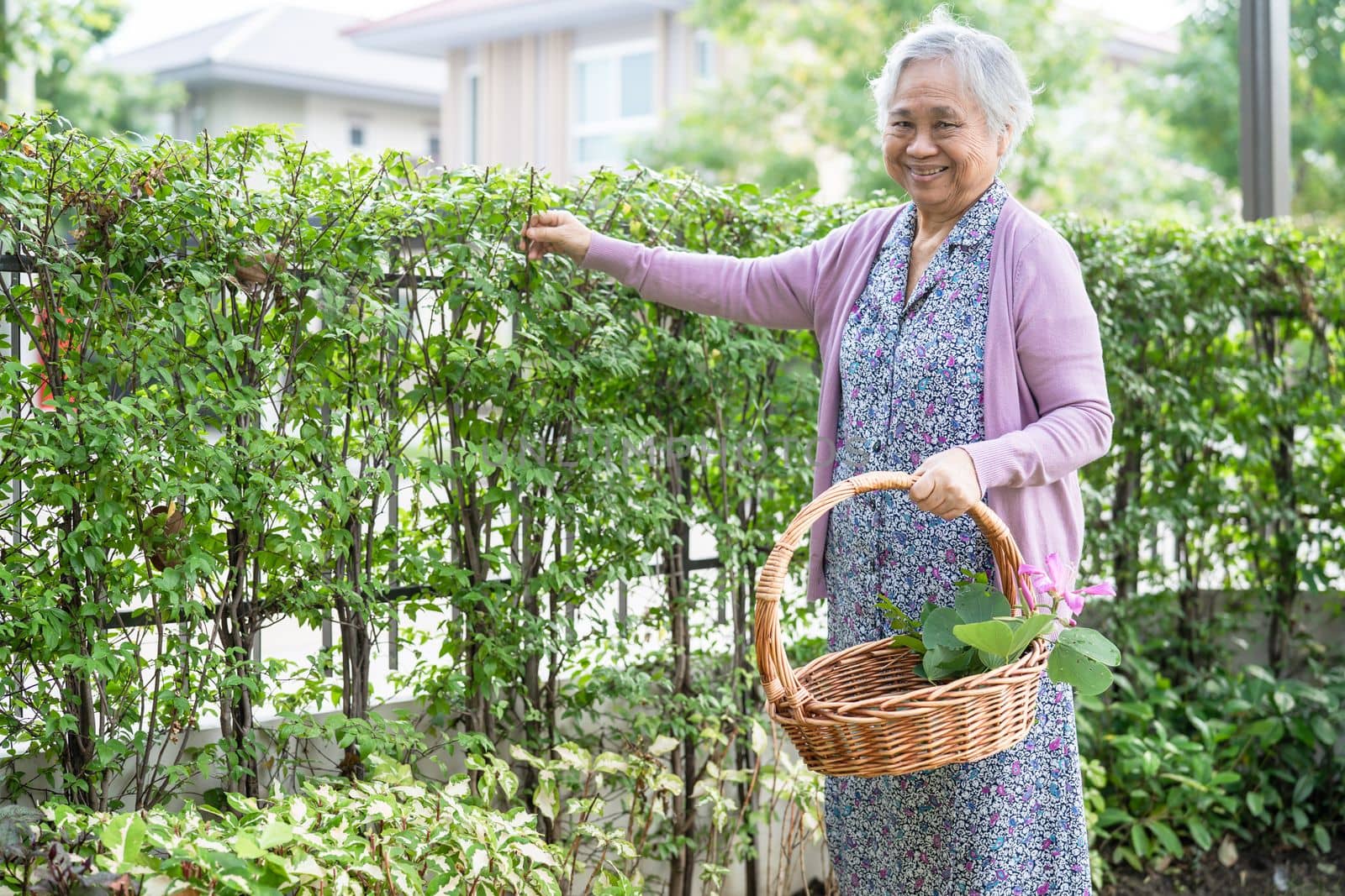 Asian senior or elderly old lady woman taking care of the garden in house, hobby to relax and exercising with happy. by pamai
