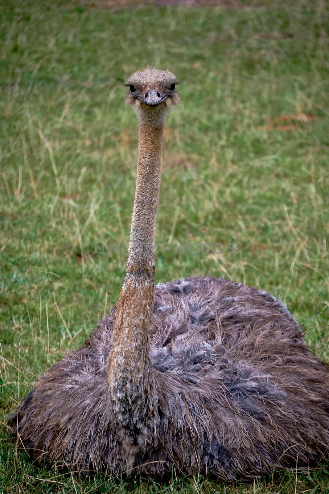 A solitary ostrich sitting in a meadow.Details , quietness, front view, grass, foliage, long neck beak