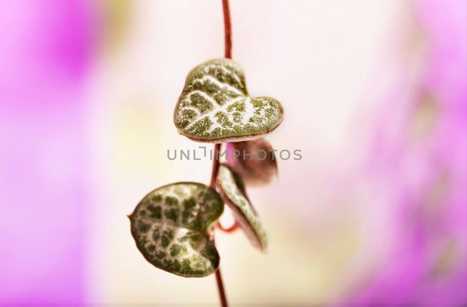  Plant of ceropegia woodii also called chain of hearts or string of hearts on colored background, evergreen succulent plant with leaves shaped like heart