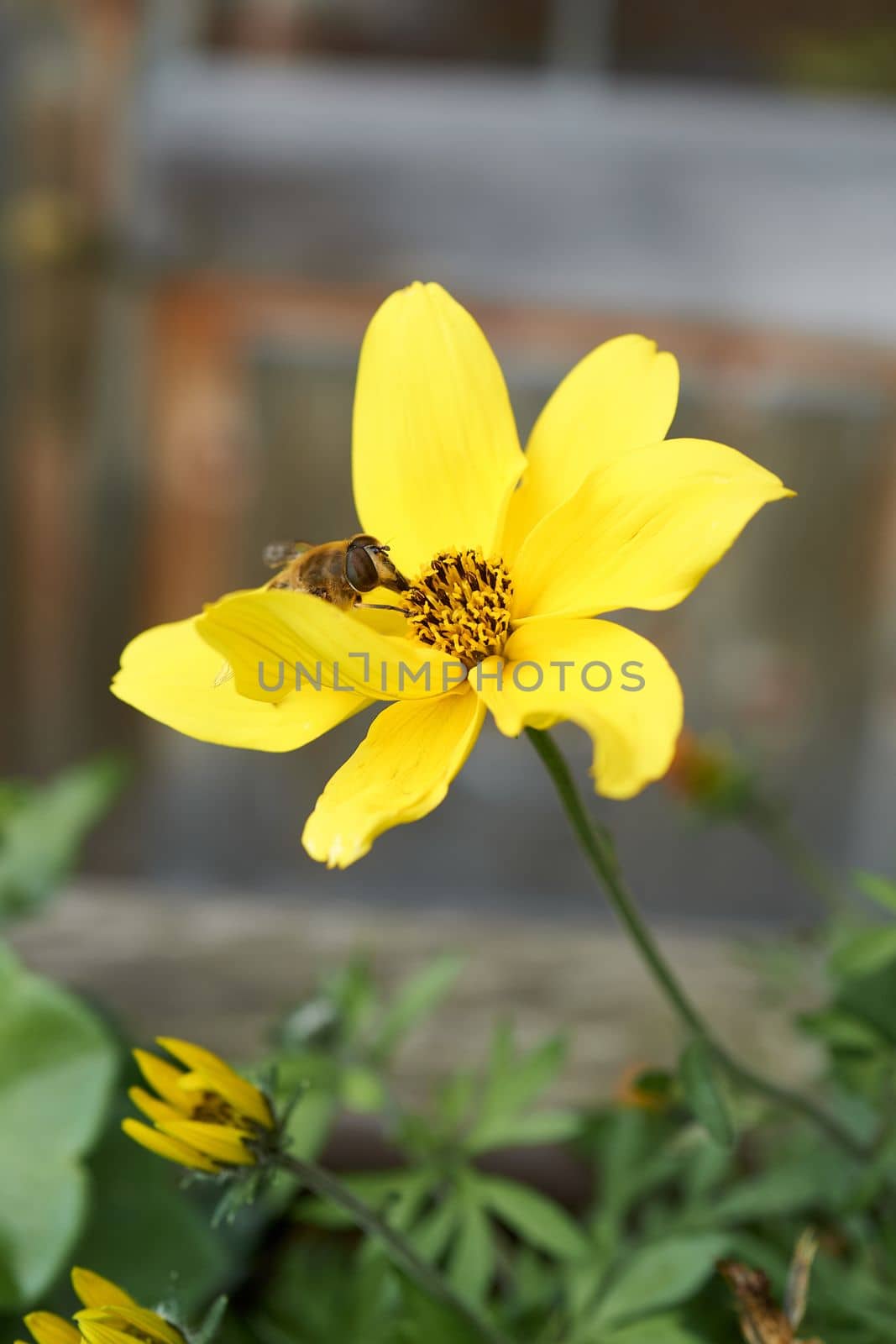 On a garden flower blooming with yellow leaves, a diligent bee supplies itself with a portion of pollen.