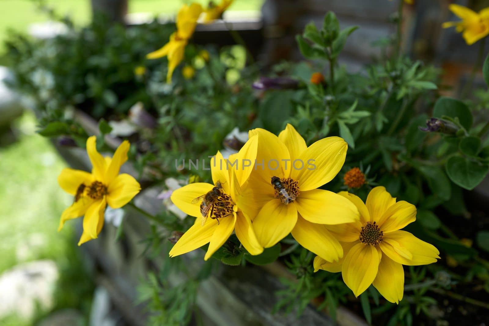 Yellow flowers with flies and bees by Pammy1140