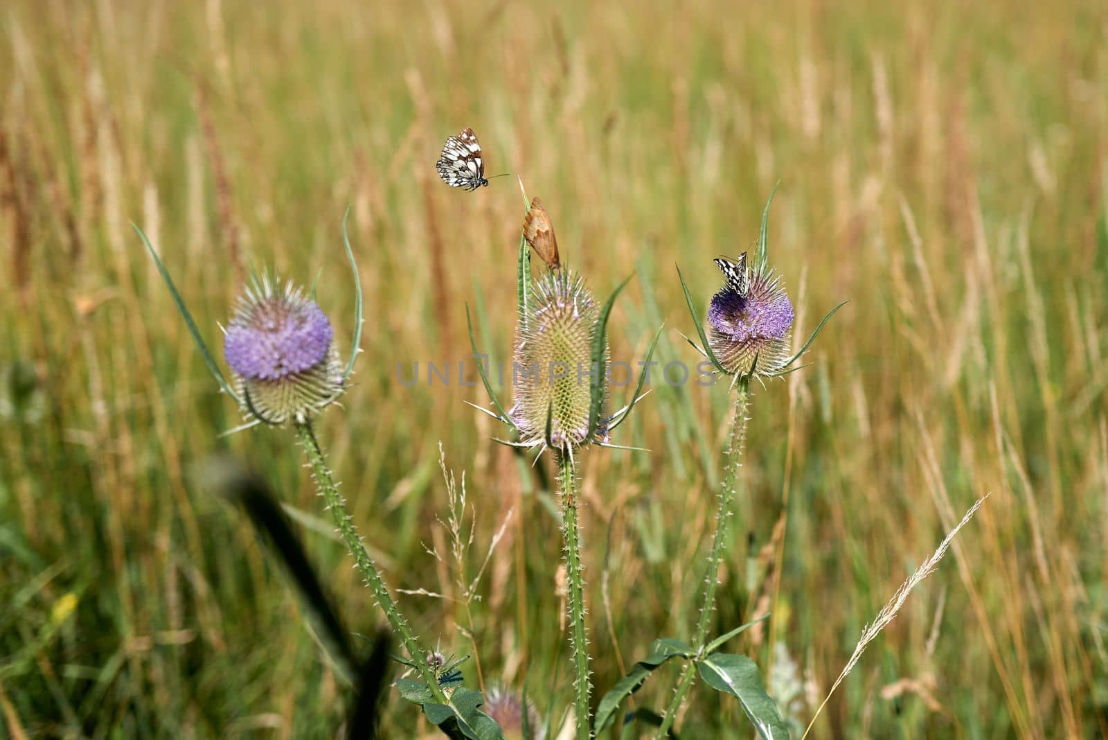 Flowering thistles with butterflies IV by Pammy1140