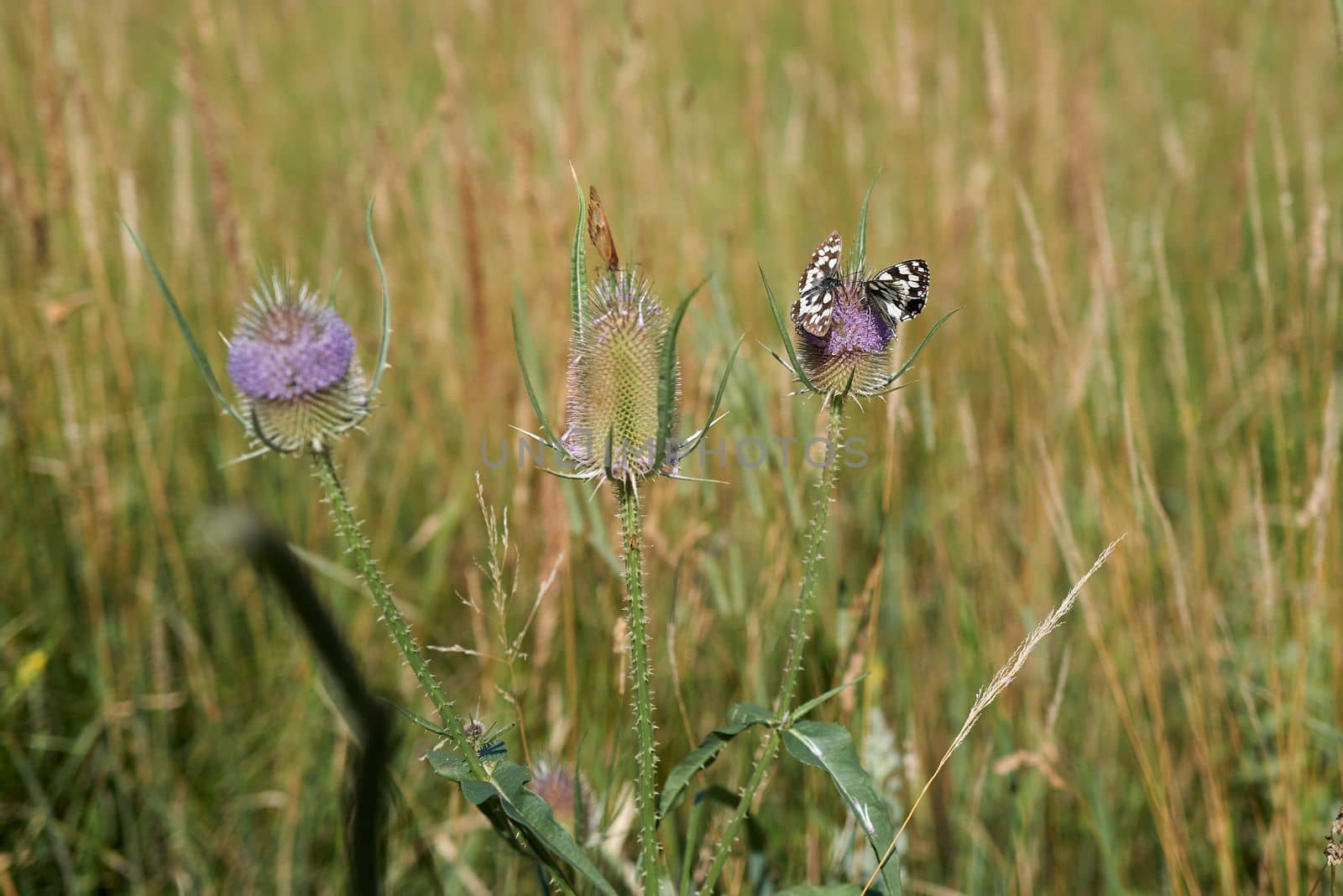Three beautiful butterflies supplies themselves with the vital nectar on two pink flowering thistles.