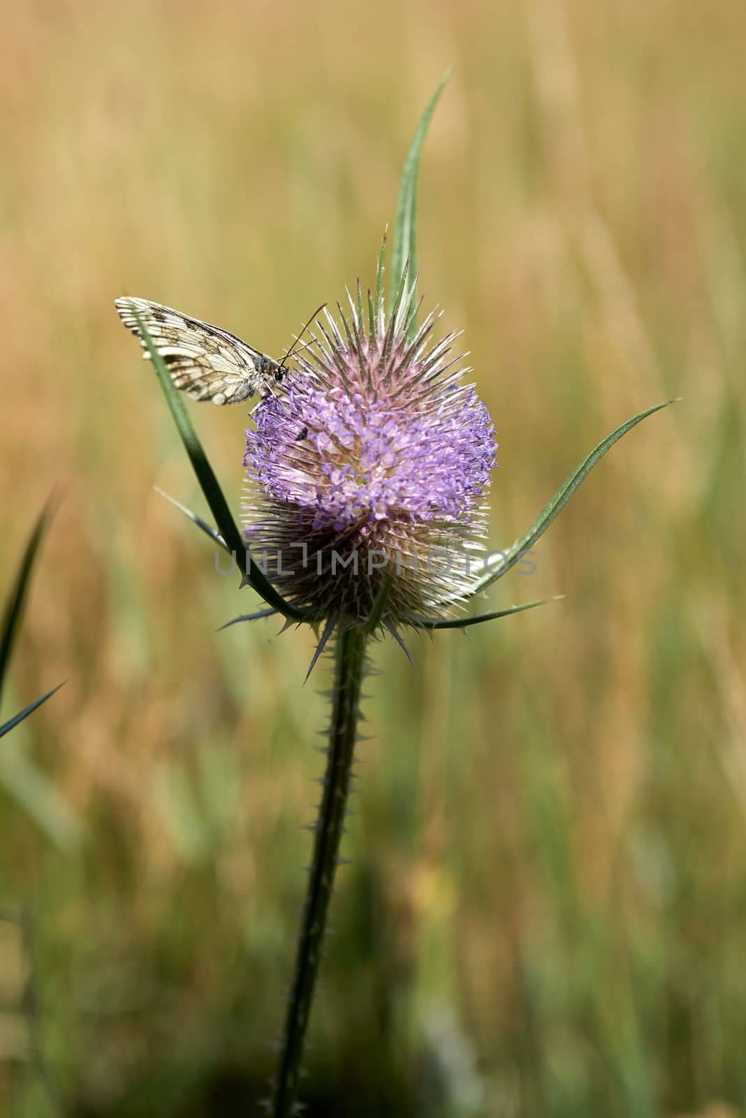 A butterfly supplies itself with the vital nectar on a pink flowering thistle.