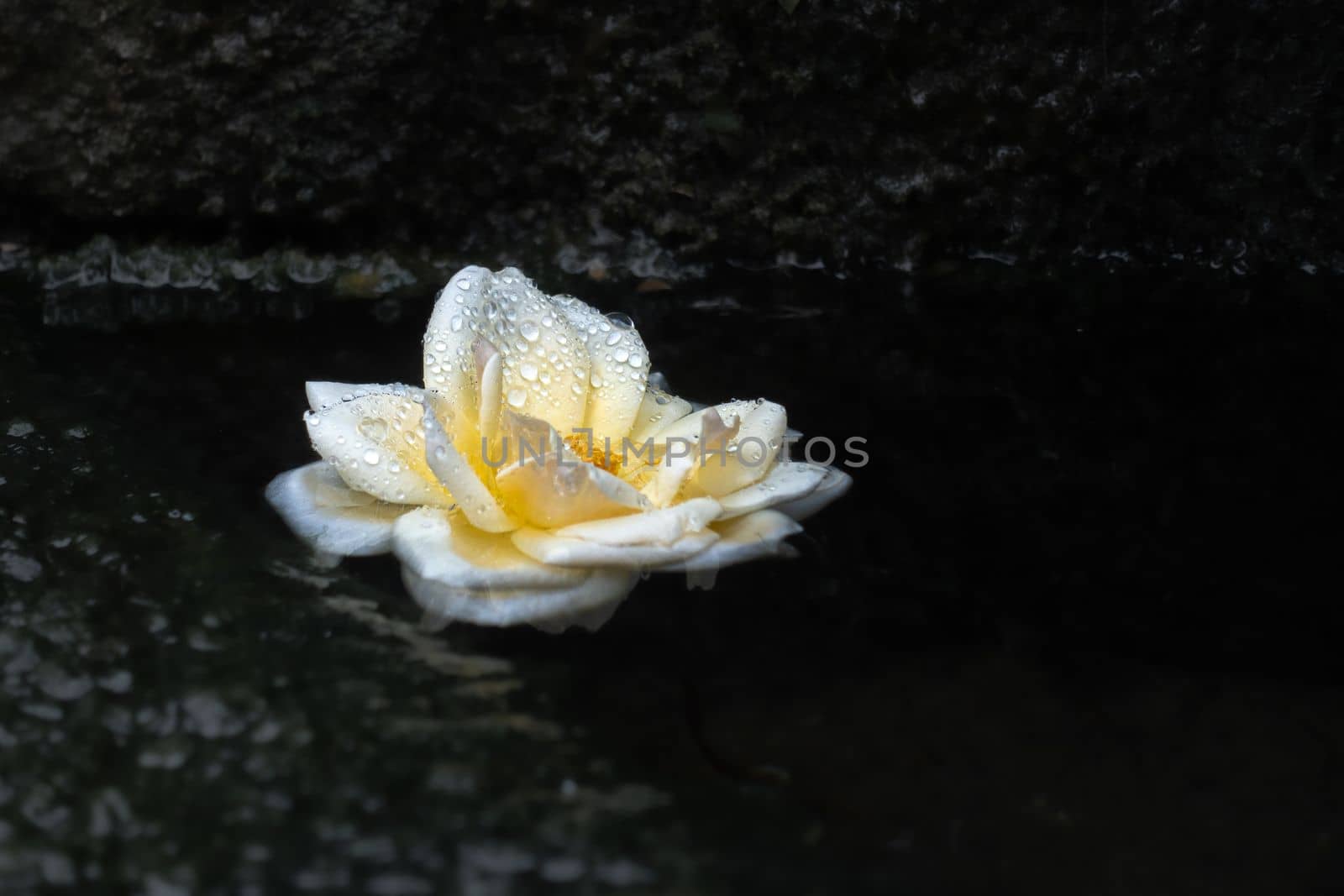 A cut off yellow rose blossom wetted with drops from the morning dew floats in a small garden pond.