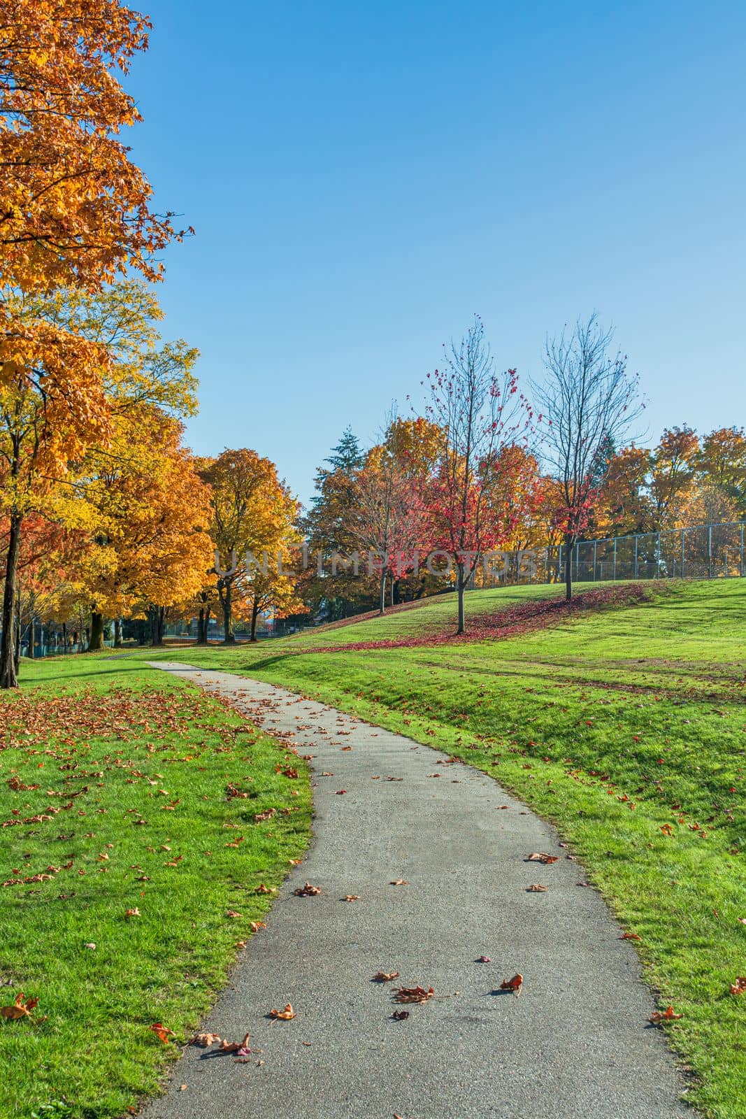 Pathway covered with maple leaves in the park. Sunny day in the park on autumn season in Cariboo Park, Burnaby, BC, Canada