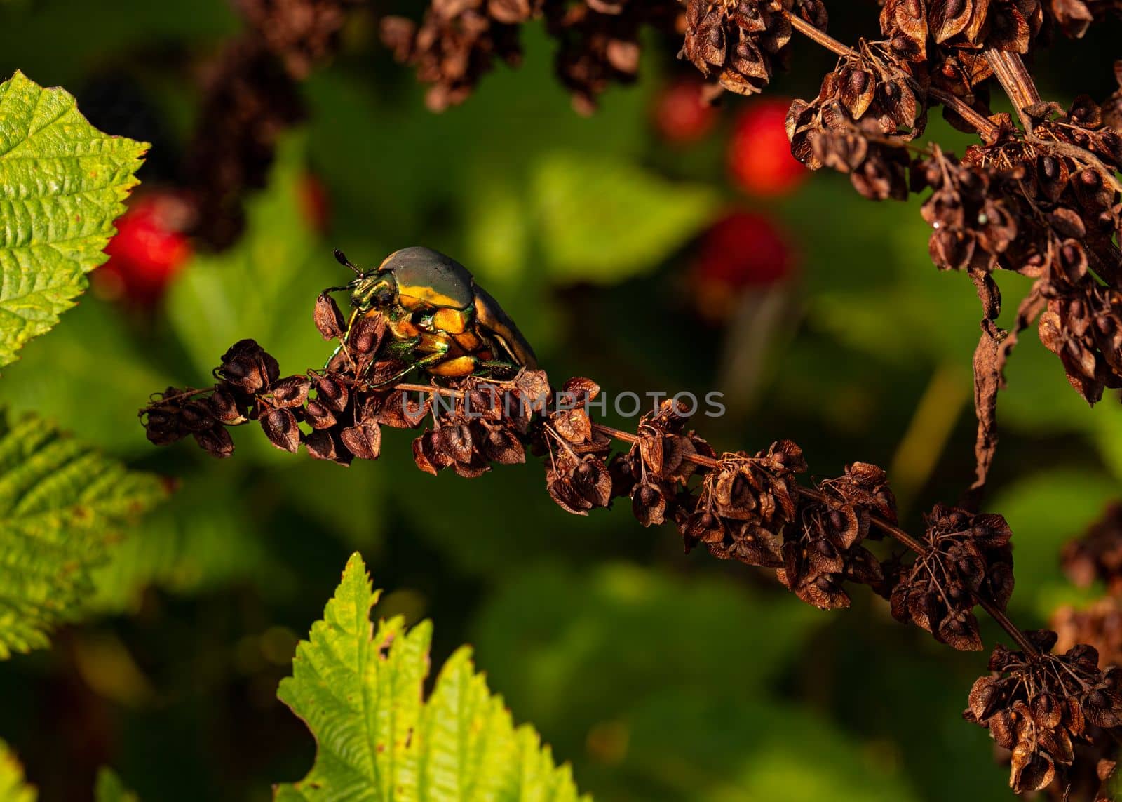 Green June Beetle Closeup by CharlieFloyd
