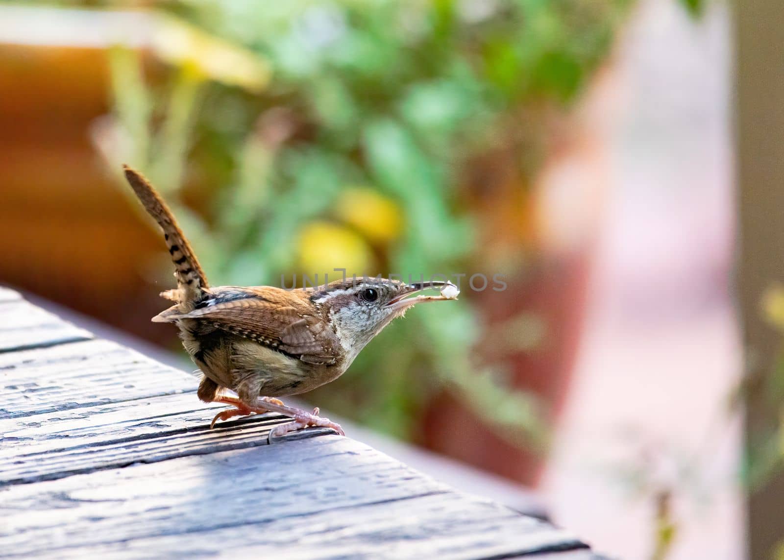 Carolina wren with food in its beak prepares to fly away from front porch.