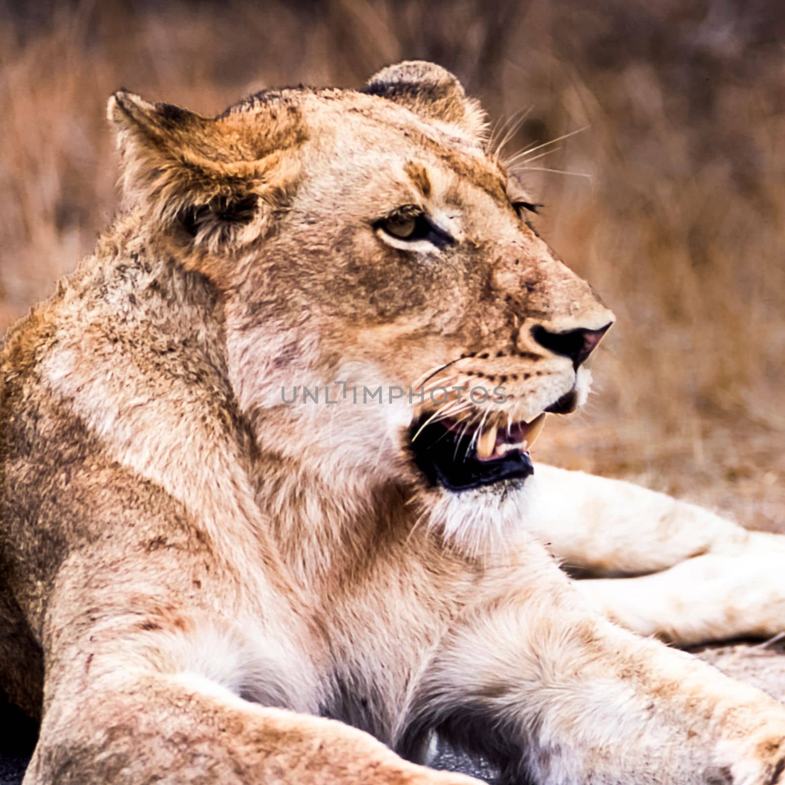 Lion, (Panthera leo), Kruger National Park, Mpumalanga, South Africa, Africa