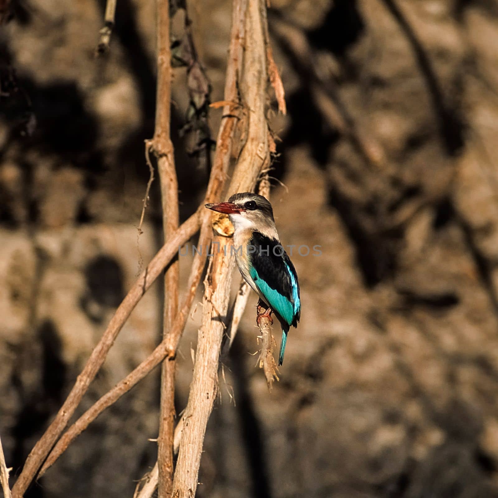 Brownhooded Kingfisher (Halcyon albiventris), Selous Game Reserve, Morogoro, Tanzania, Africa