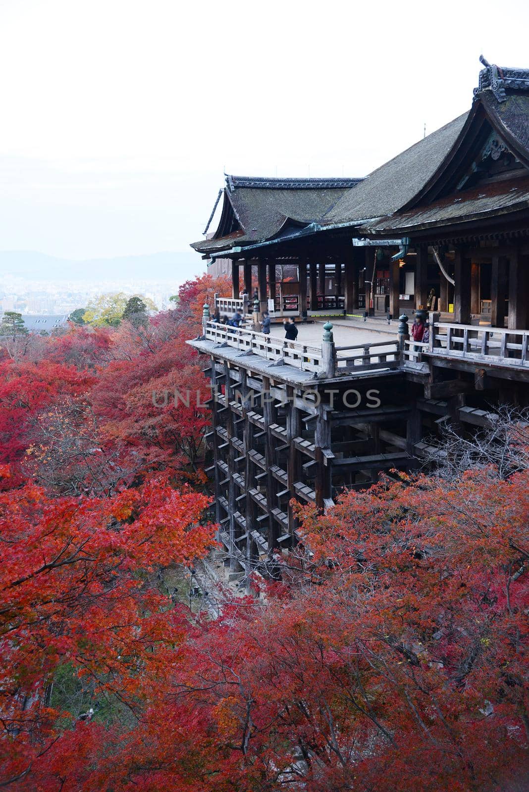 red leaves of fall foliage in a wooden temple on a hill in kyoto