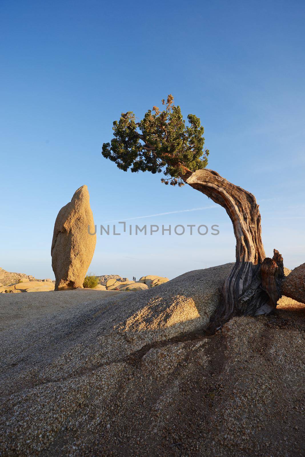 a small lone tree growing on a rock in Joshua tree national park