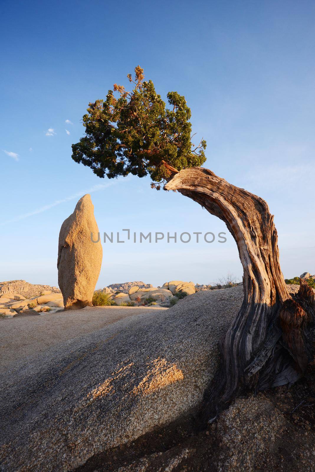 lone tree in desert by porbital