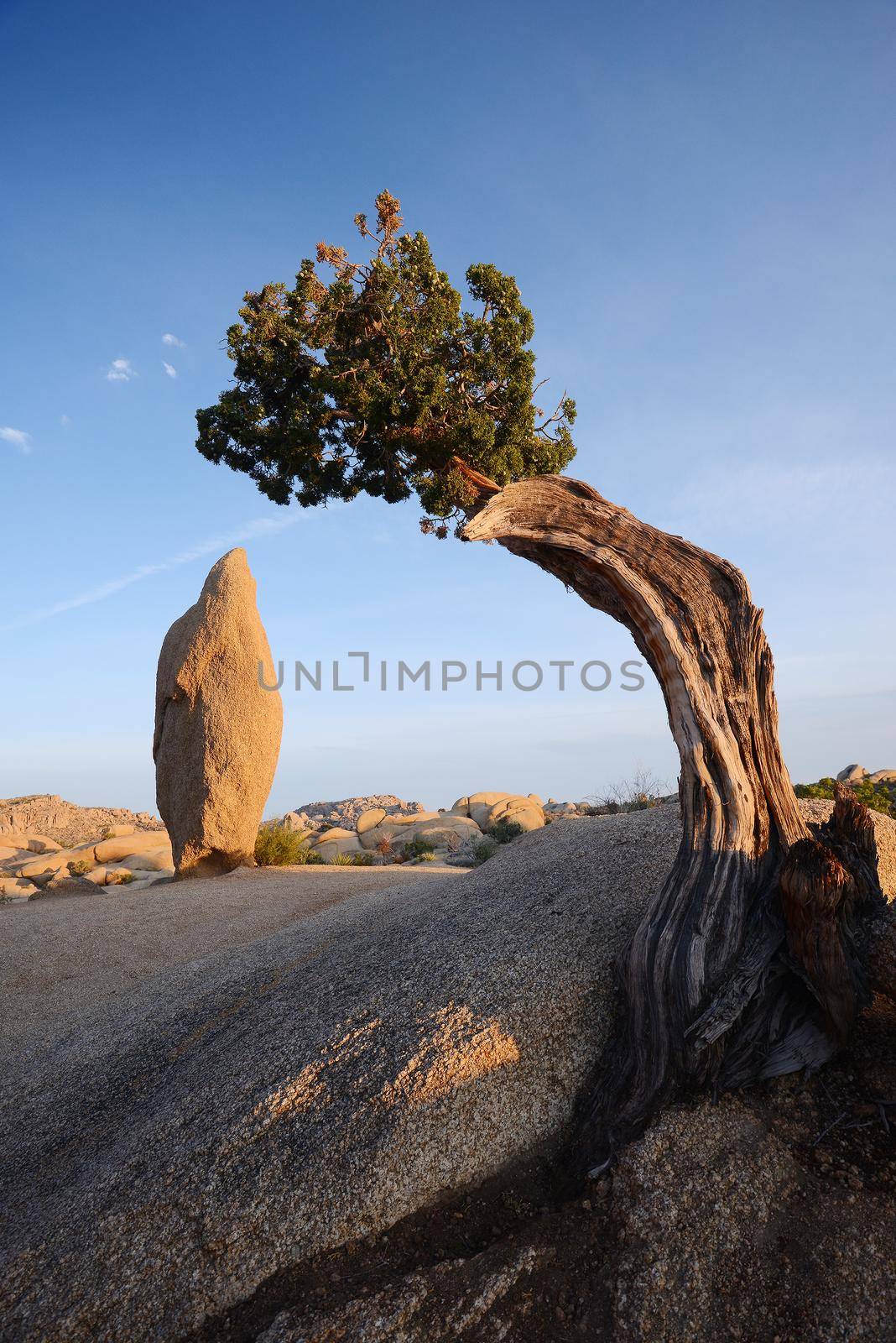 lone tree in desert by porbital