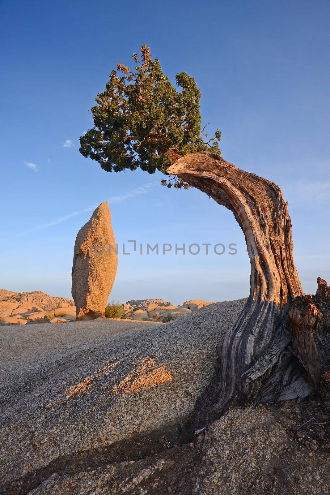 lone tree in desert by porbital