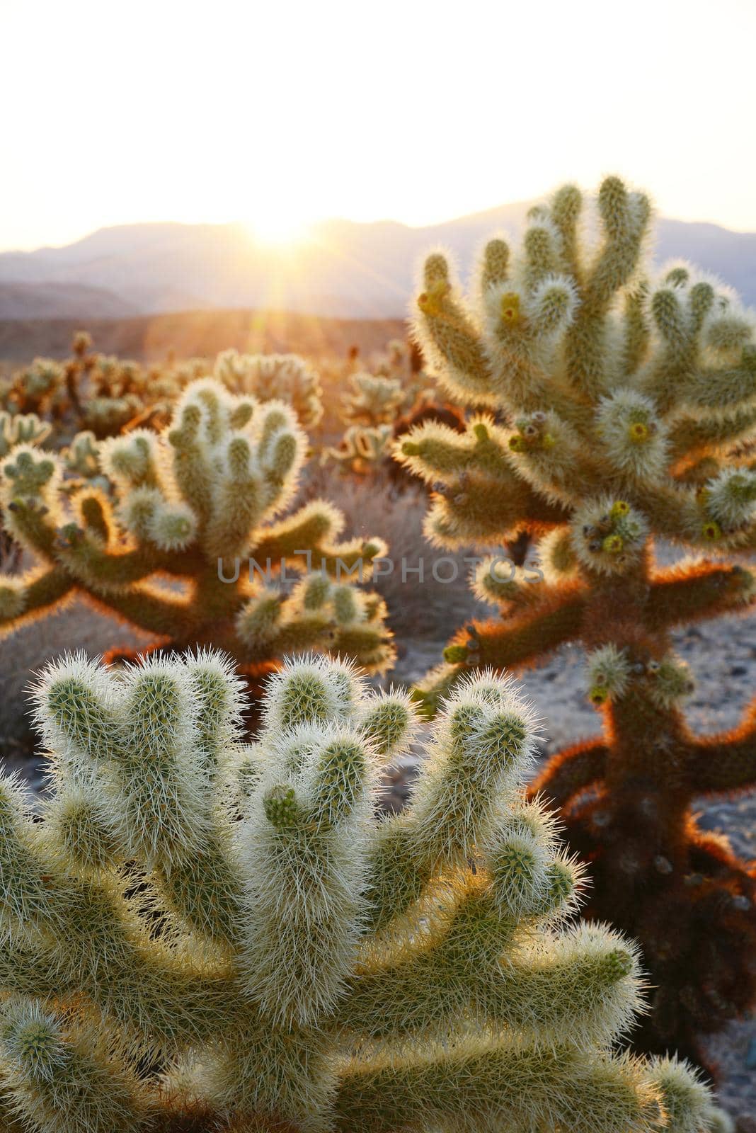 cholla cactus garden by porbital