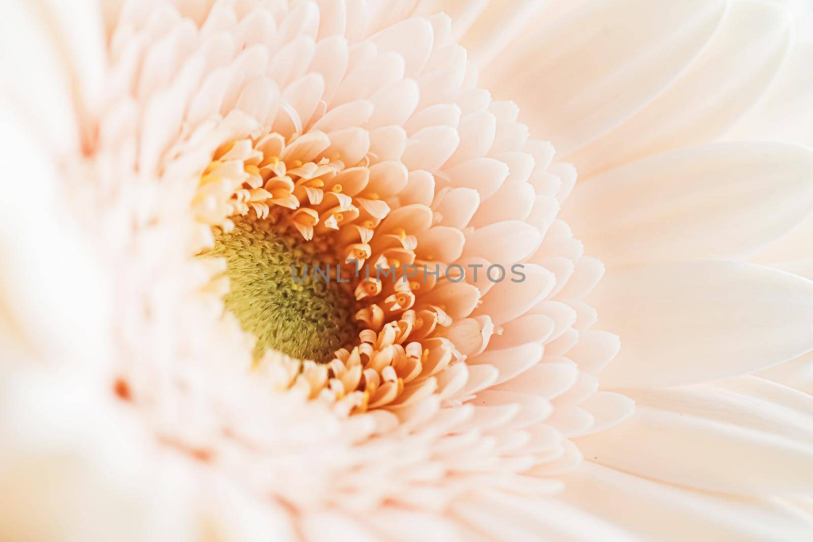 Beauty of a daisy flower, floral art and beauty in nature.