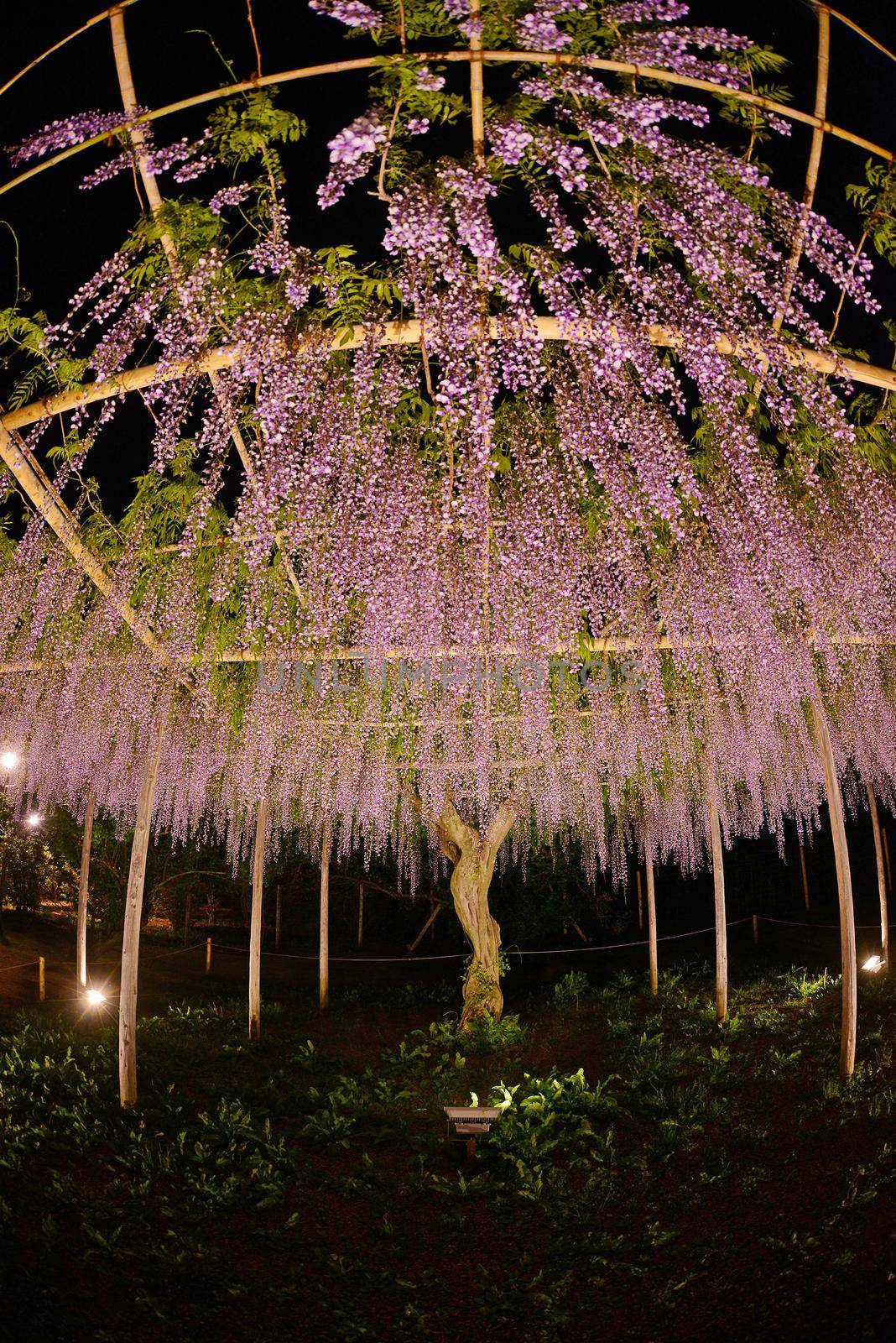 wisteria park by porbital