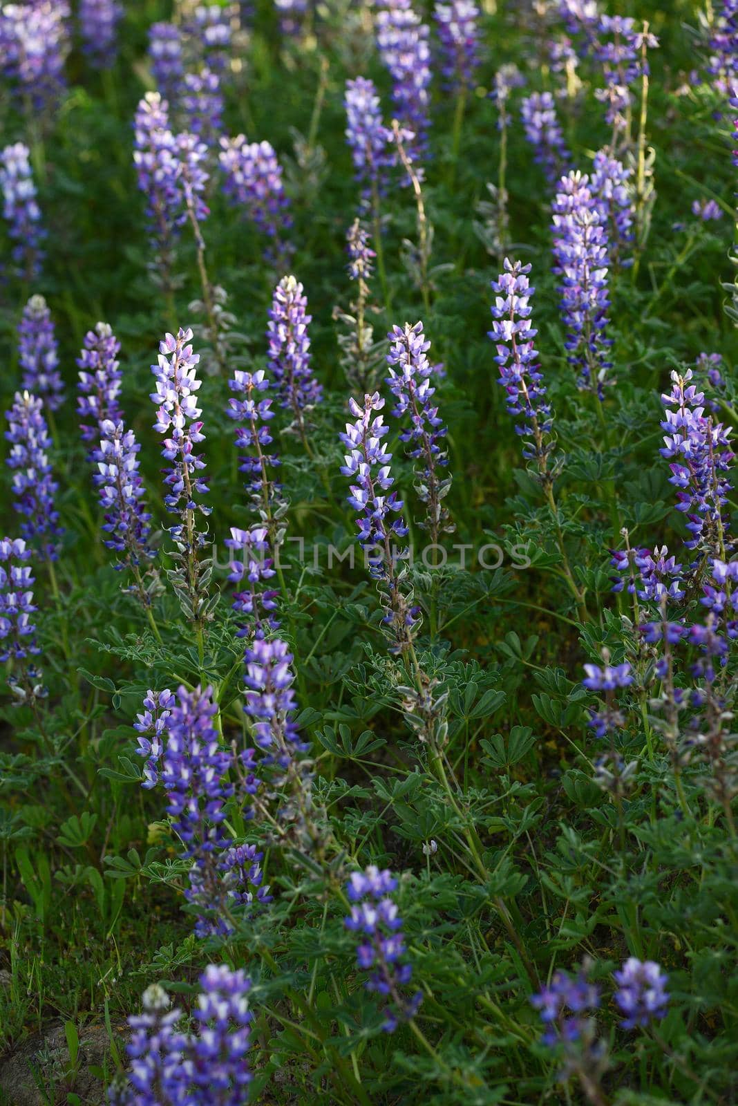 purple wild lupine flower with late afternoon light