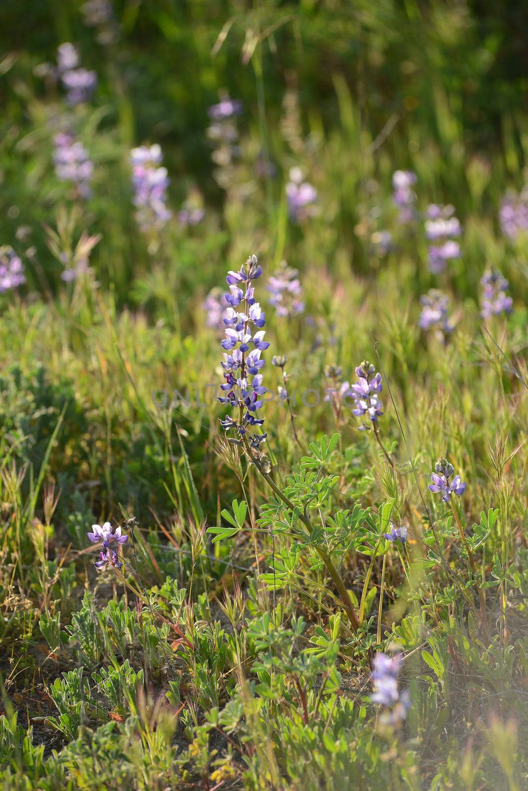 purple wild lupine flower with late afternoon light