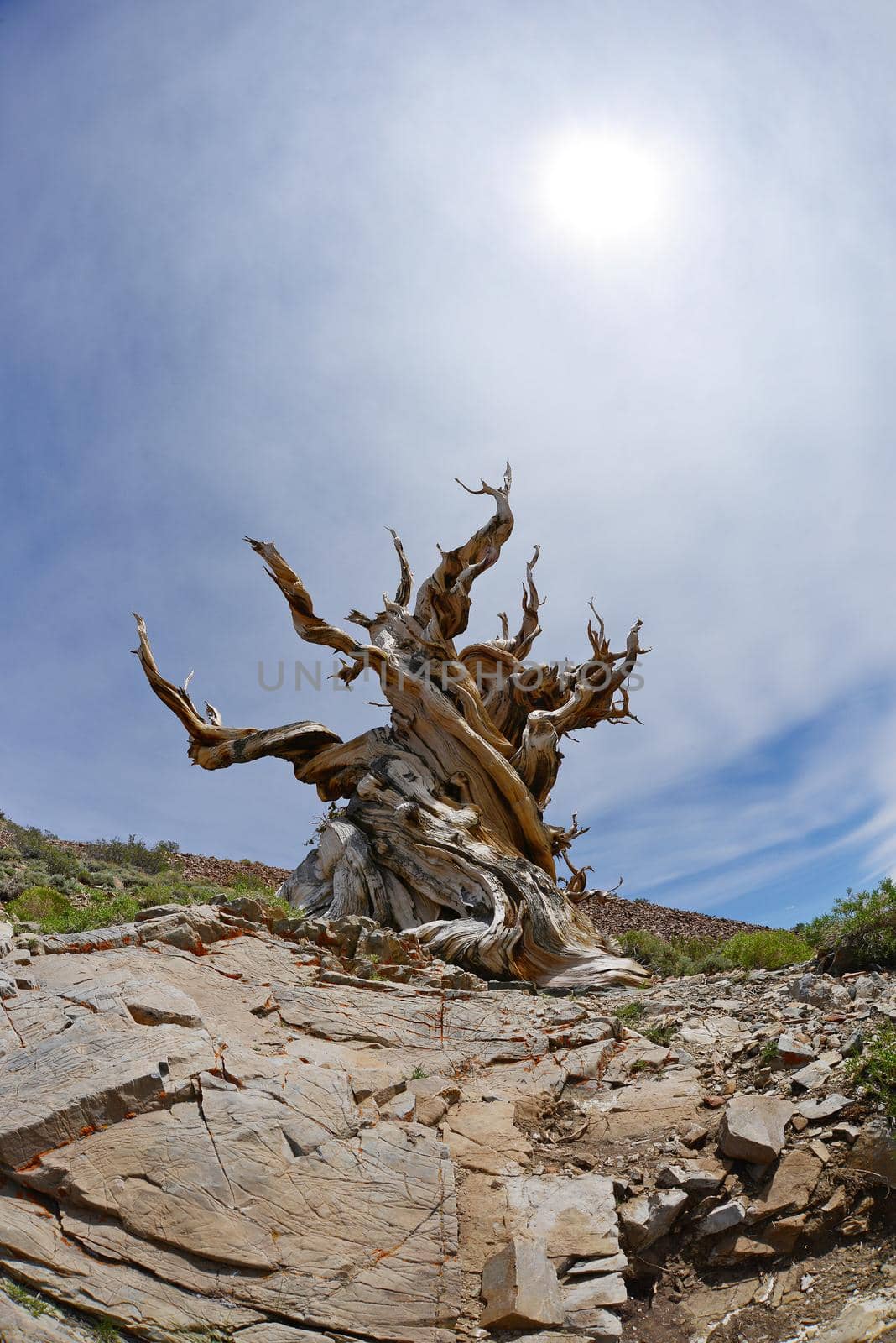 Bristlecone by porbital