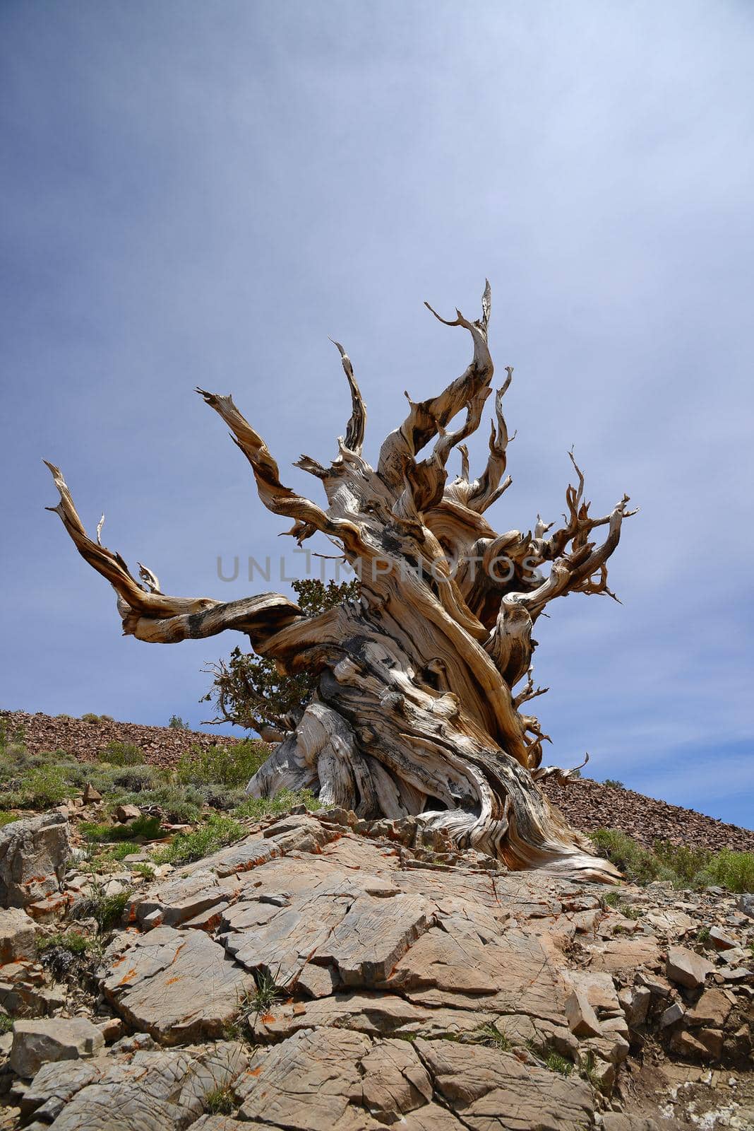 a thousand year old living bristlecone tree in white mountain near sierra nevada