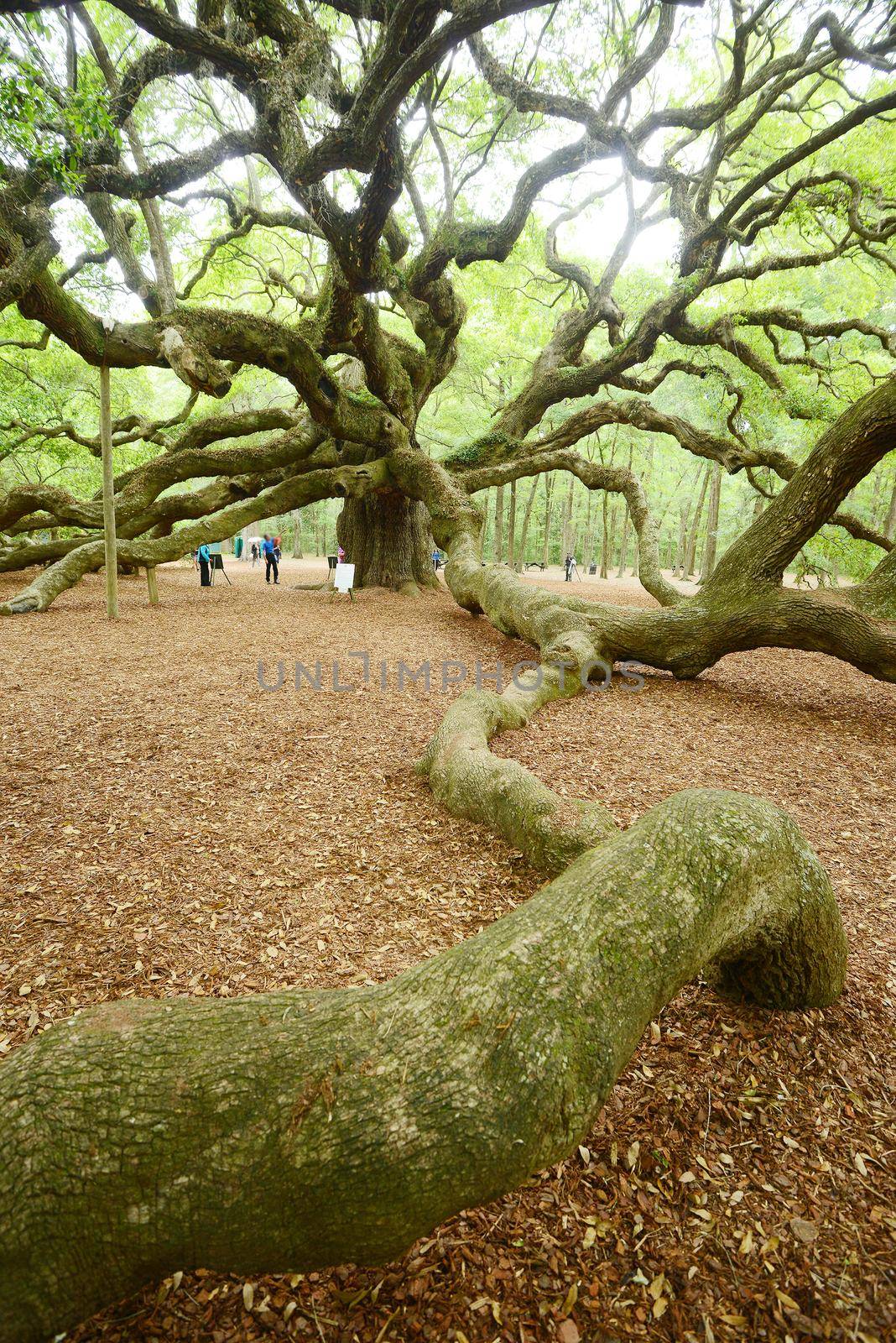 angel oak tree by porbital