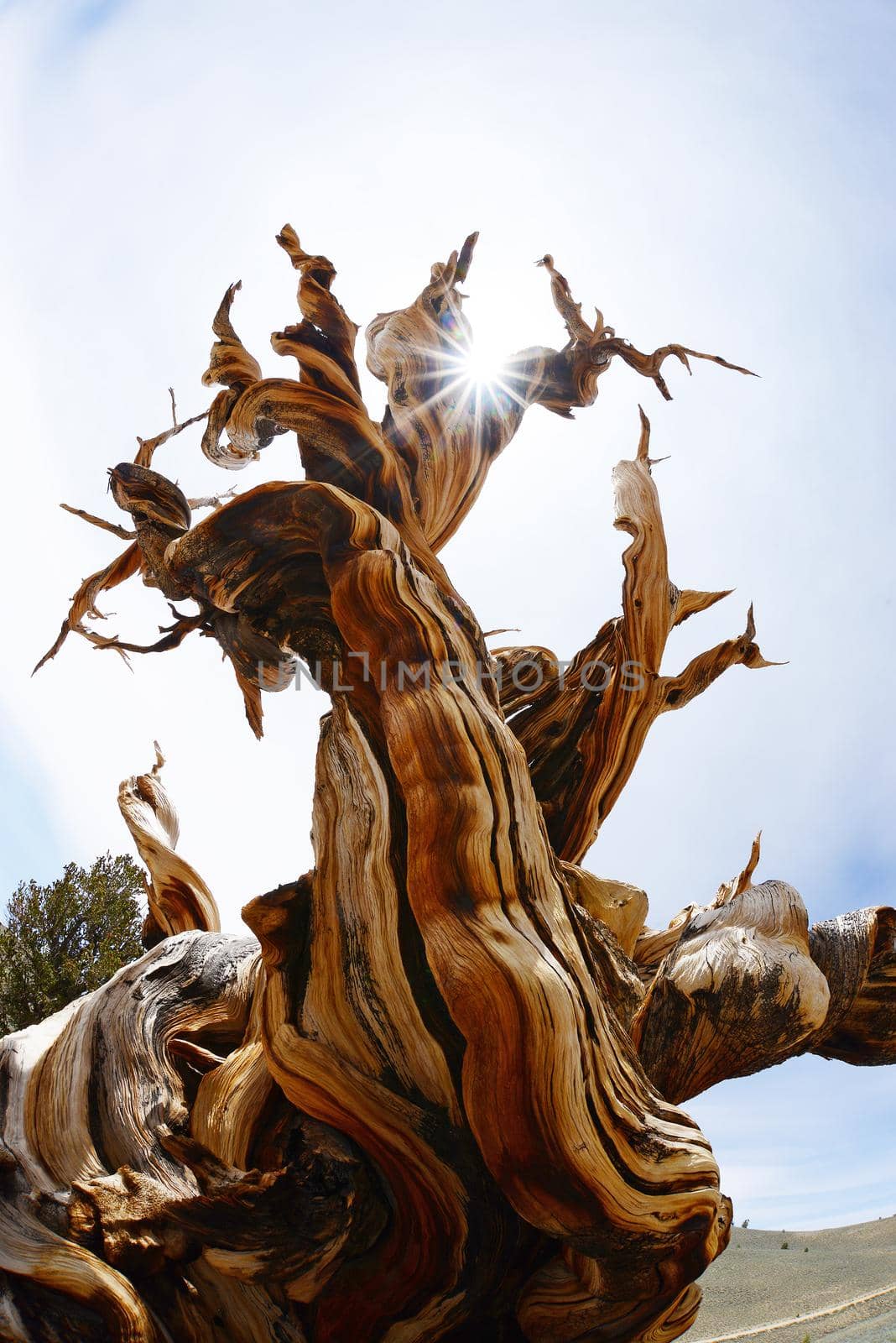 a thousand year old living bristlecone tree in white mountain near sierra nevada