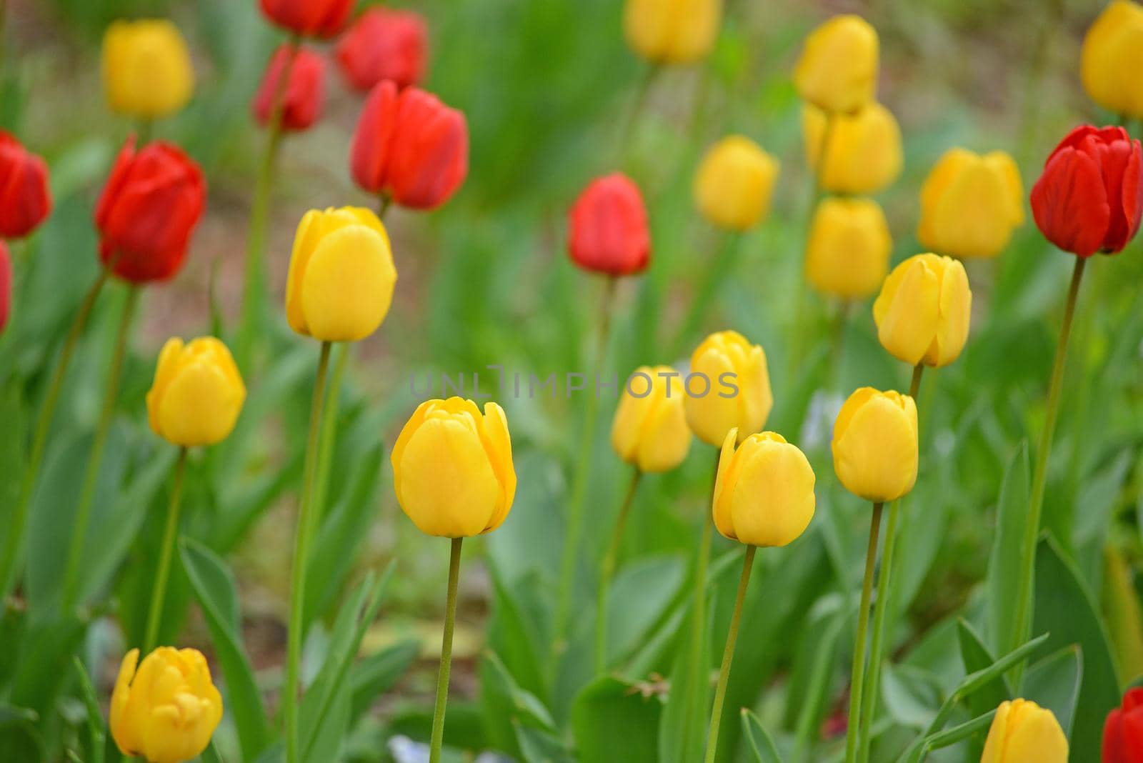 colorful red and yellow tulip in a garden in korea