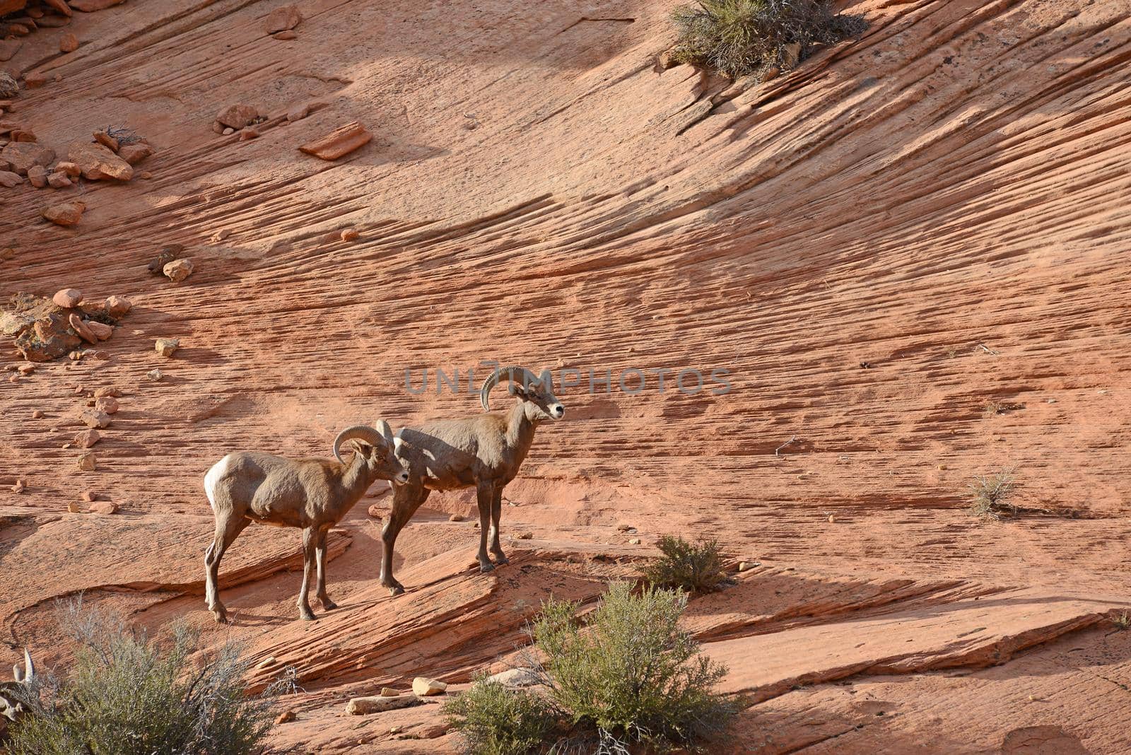 big horn sheep on a sandstone rock in east side of zion national park