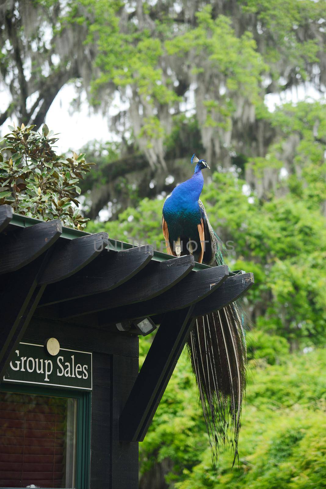 a peacock on top roof at magnolia botanical garden near charleston