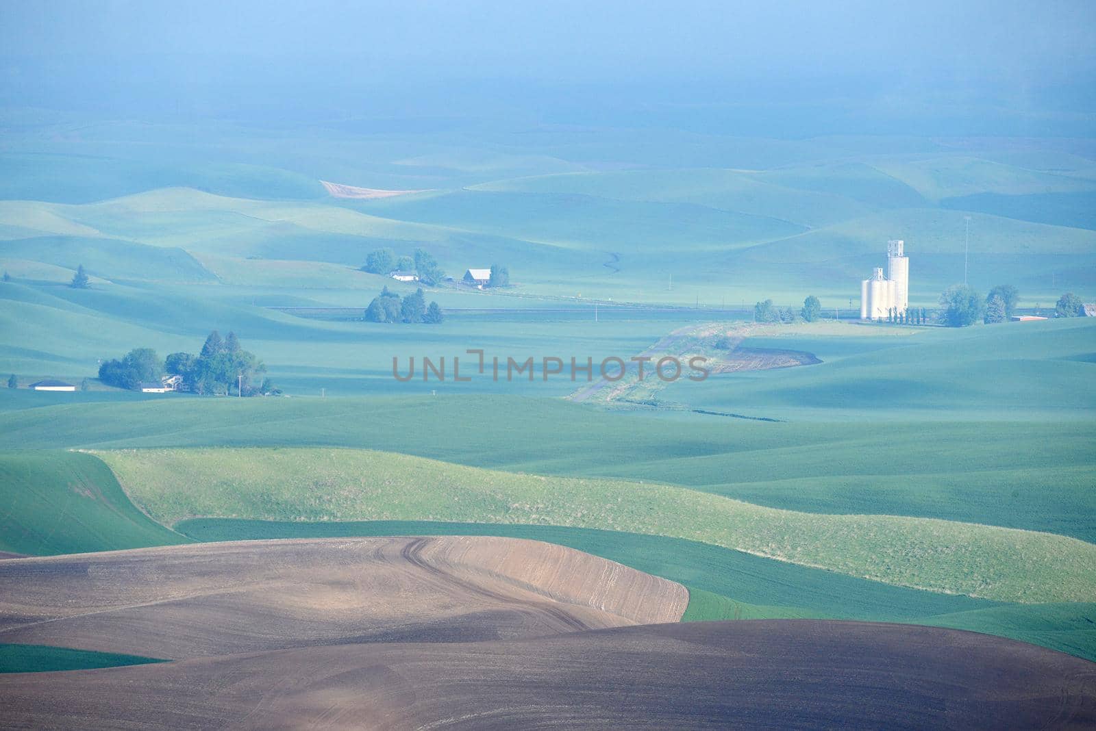 green wheat hills of farming crop area in palouse washington with morning sunlight