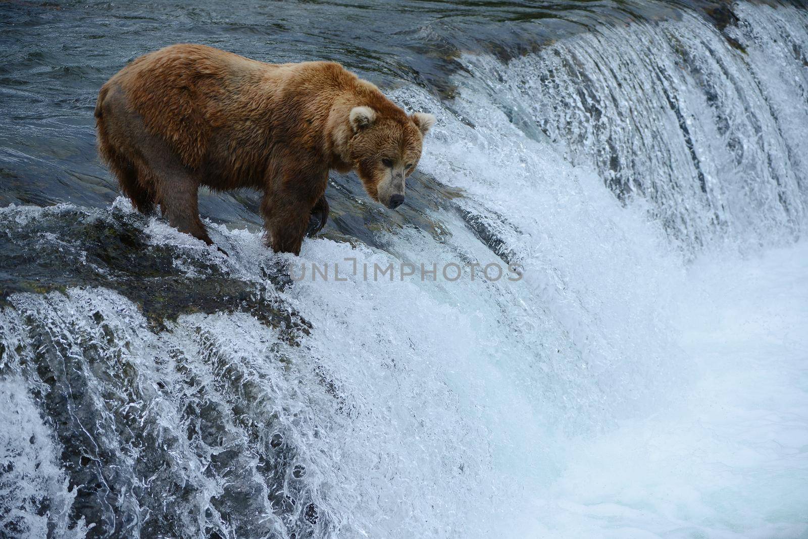 grizzly bear in brooks river hunting for salmon at katmai national park in alaska