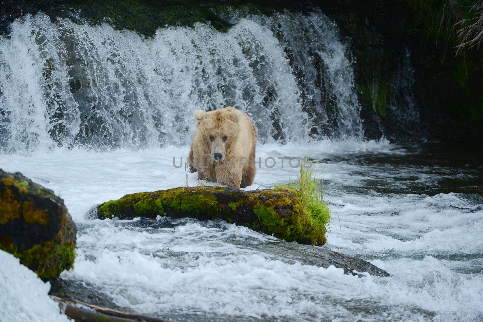 grizzly bear in brooks river hunting for salmon at katmai national park in alaska