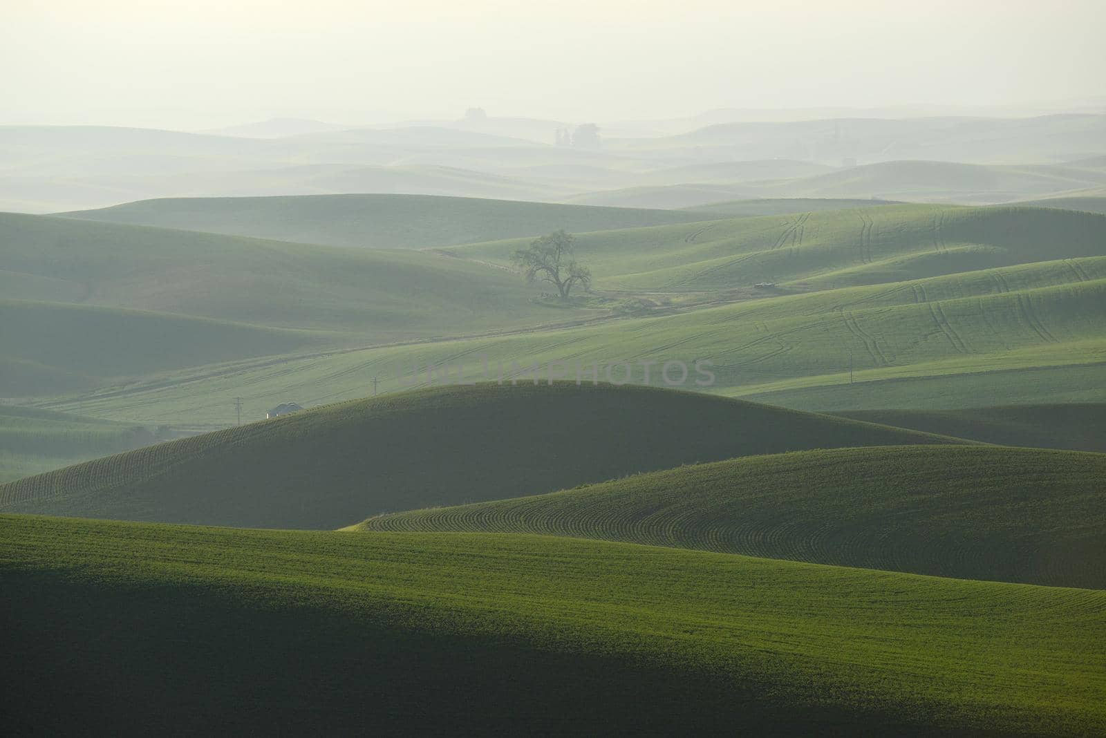 green wheat hills of farming crop area in palouse washington with morning sunlight