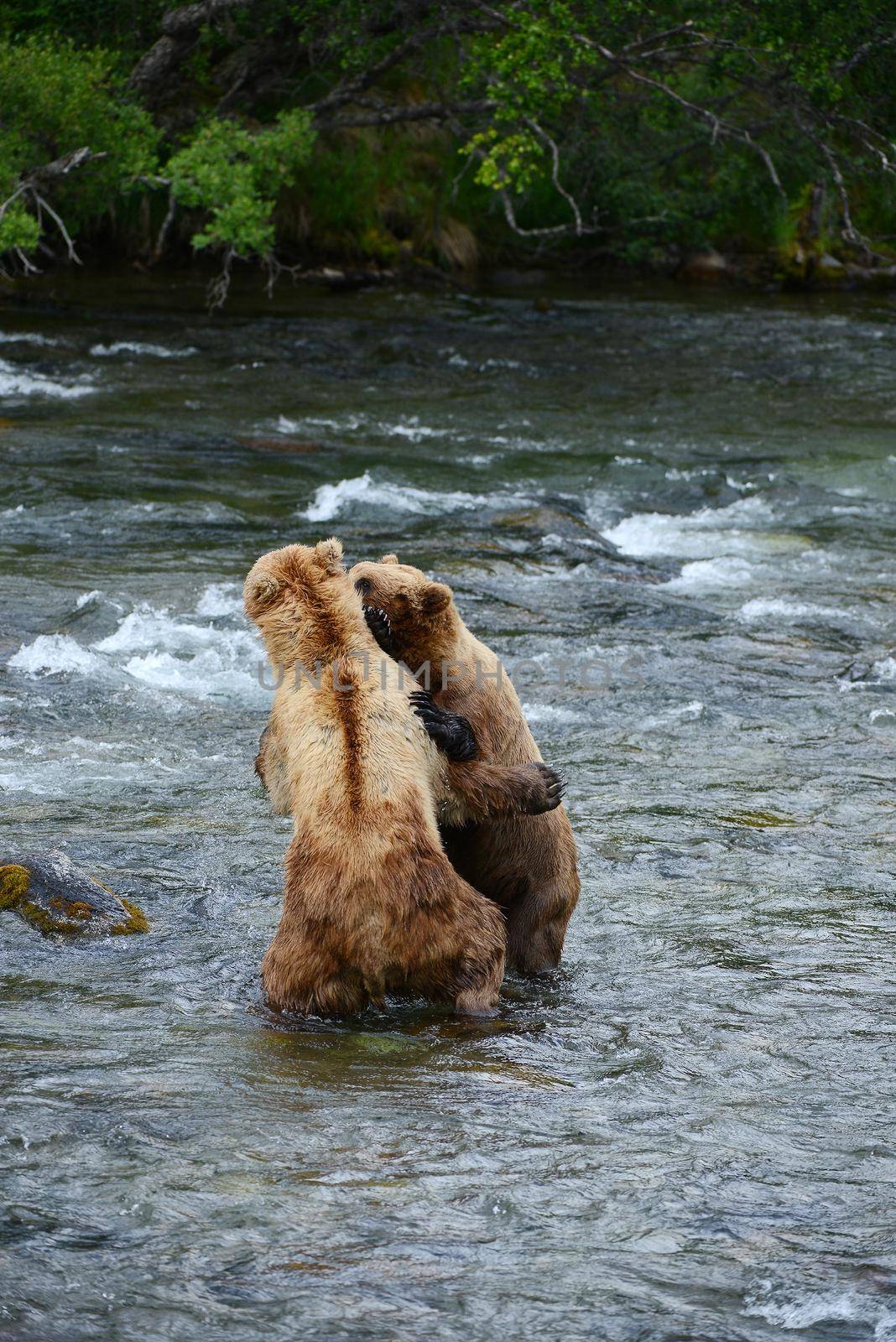grizzly bear fighting in a river at katmai national park