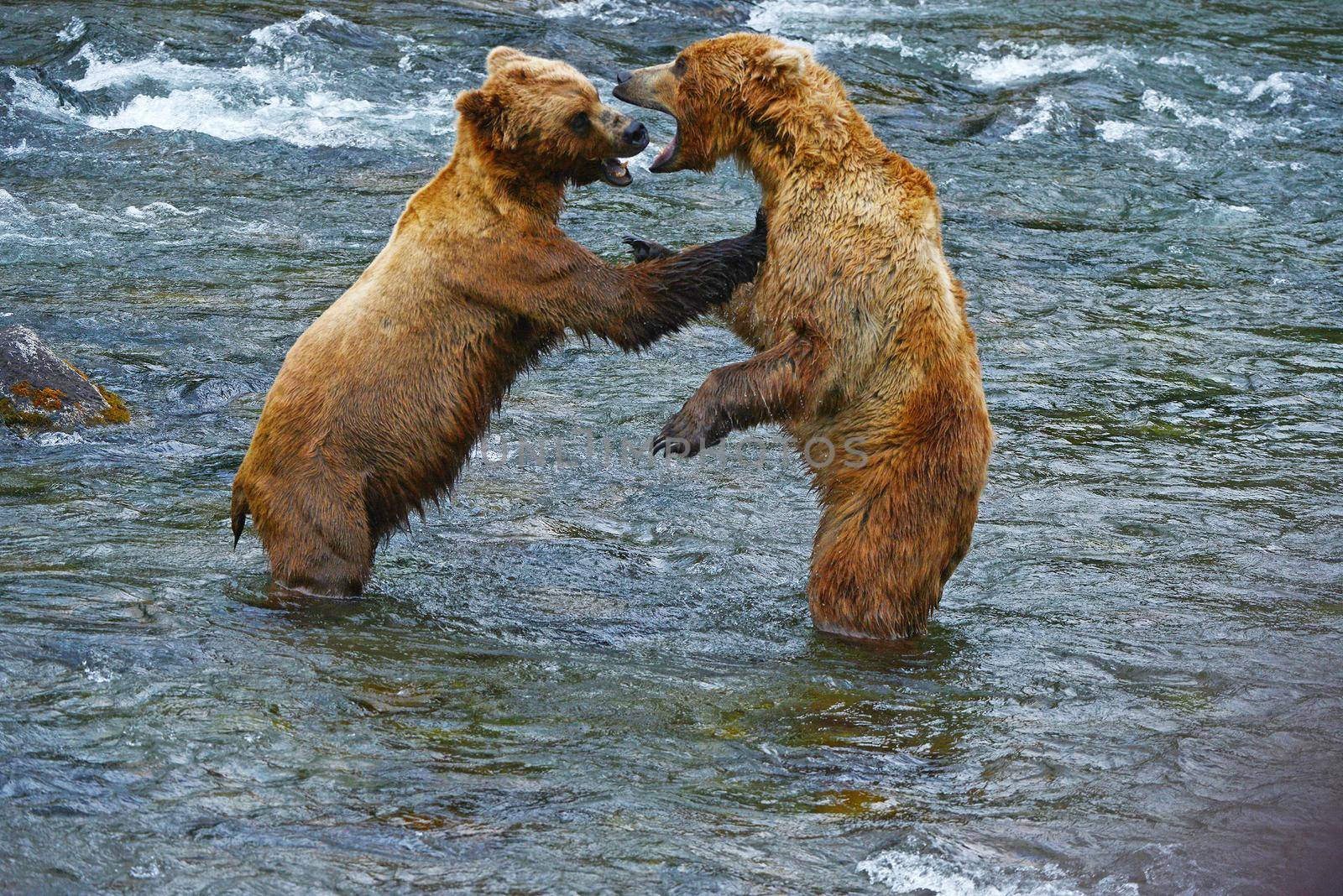 grizzly bear fighting in a river at katmai national park