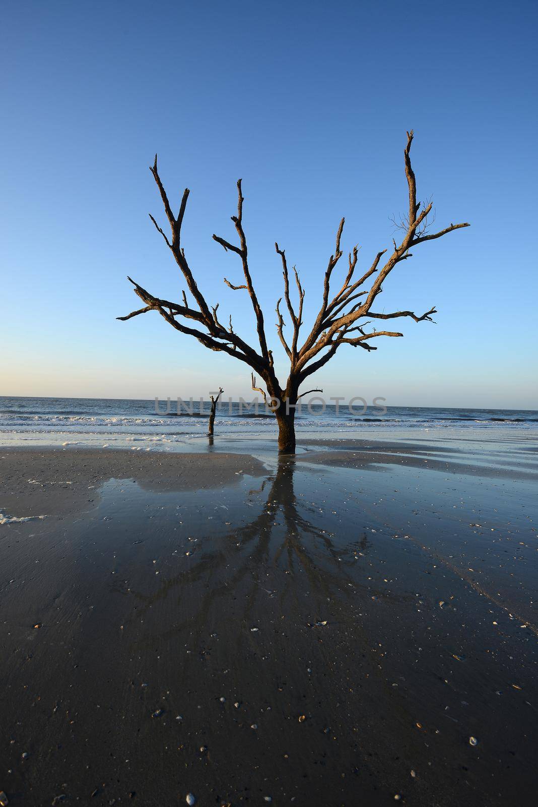 dead tree on beach by porbital