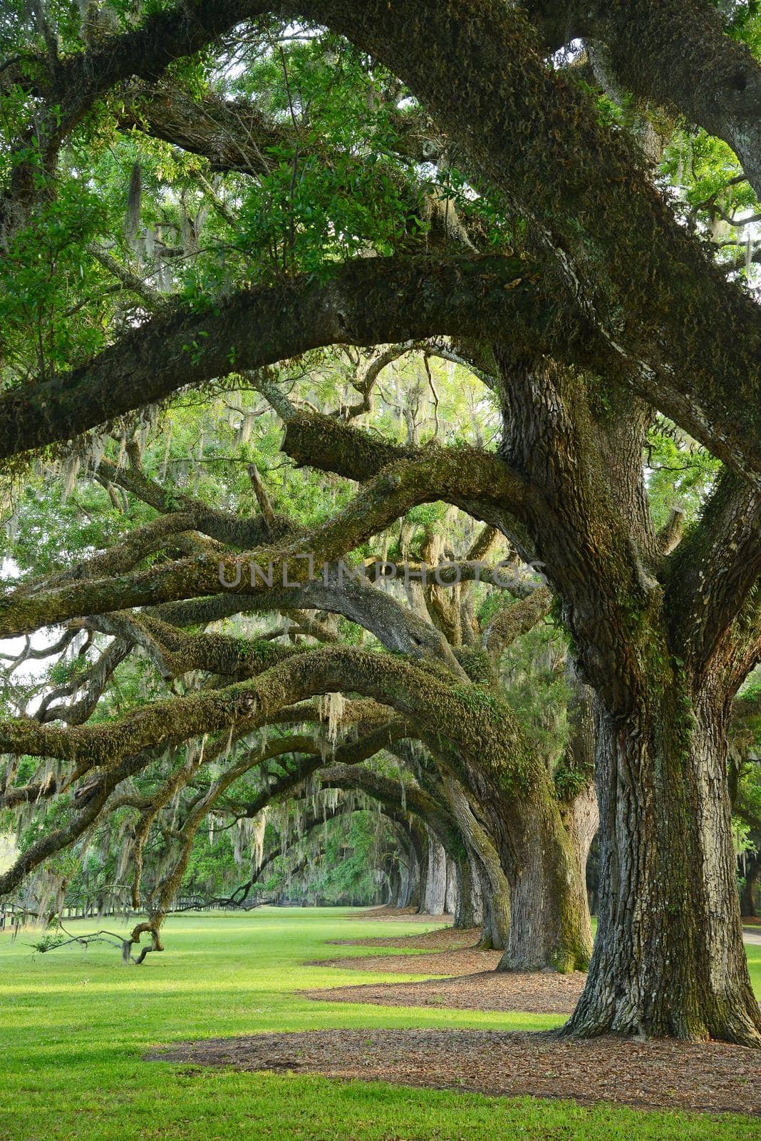 a row of old oak tree from a plantation near Charleston, south carolina