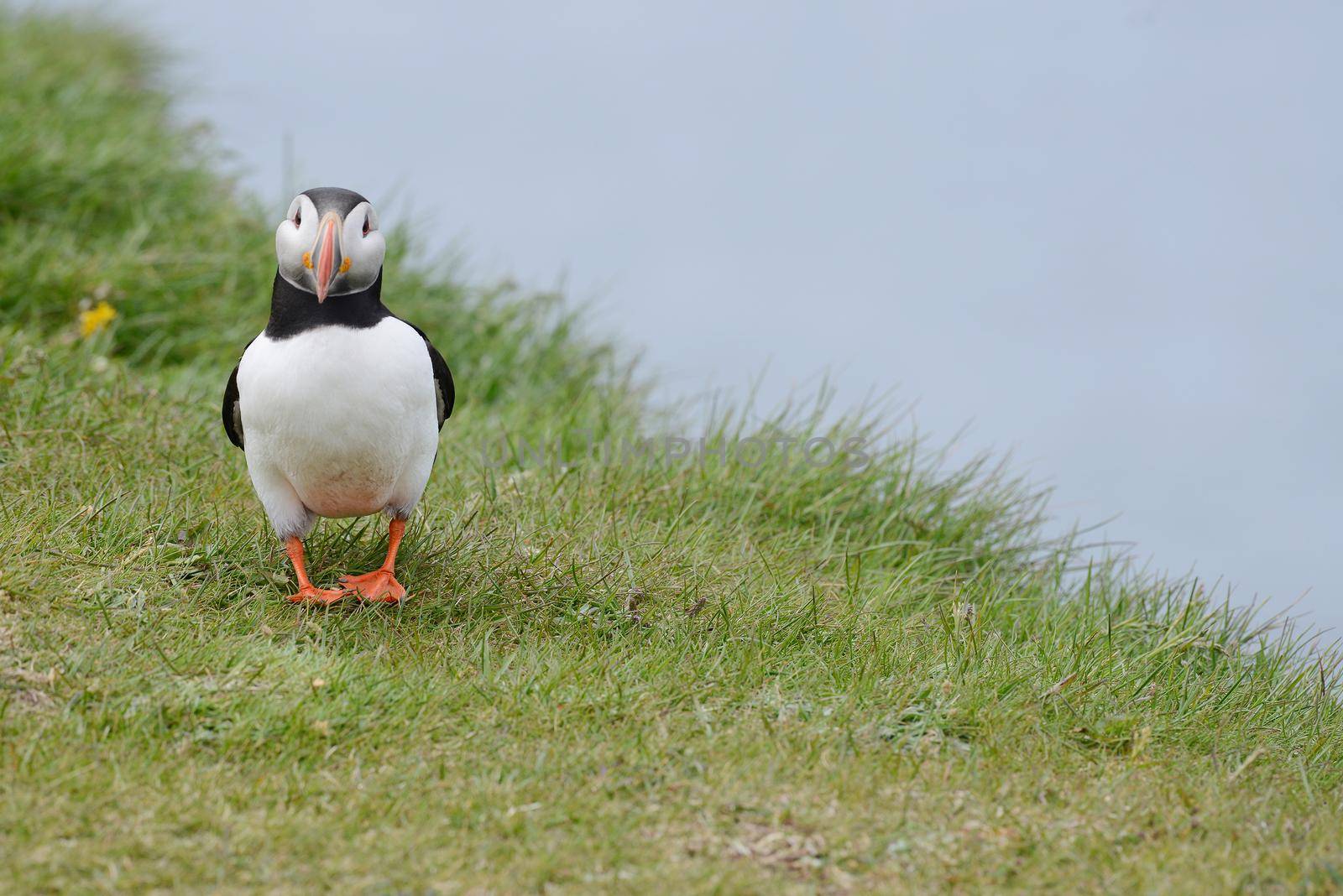 Puffin from westfjord in Iceland