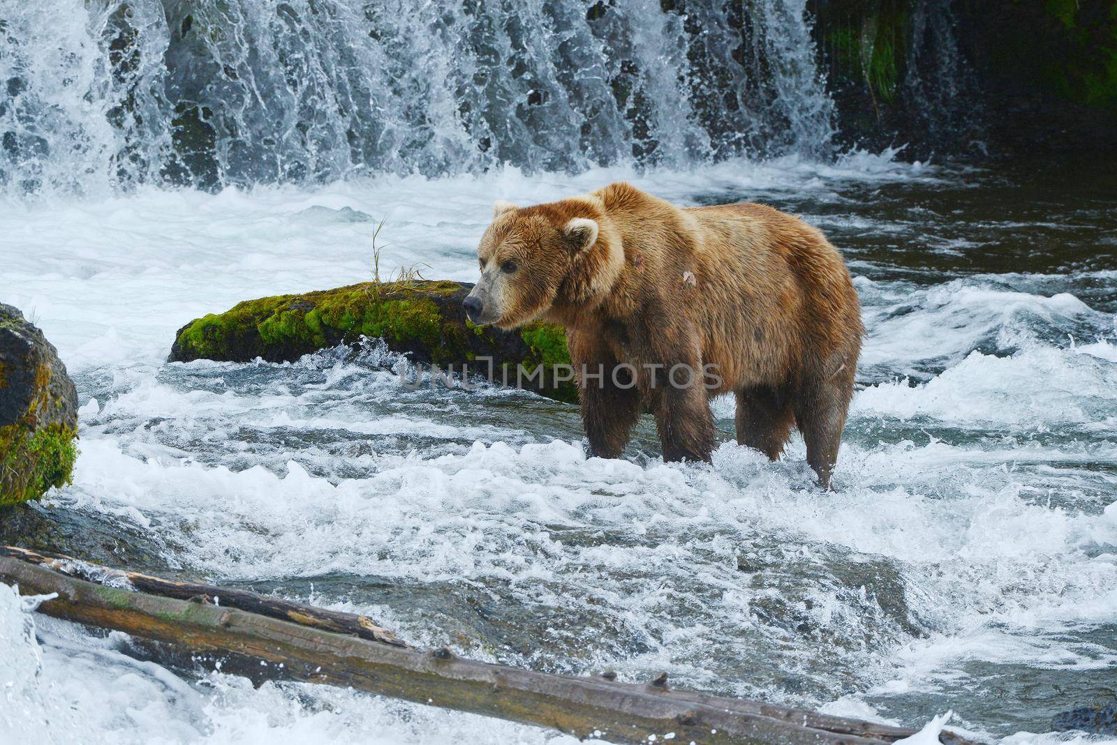 grizzly bear in brooks river hunting for salmon at katmai national park in alaska