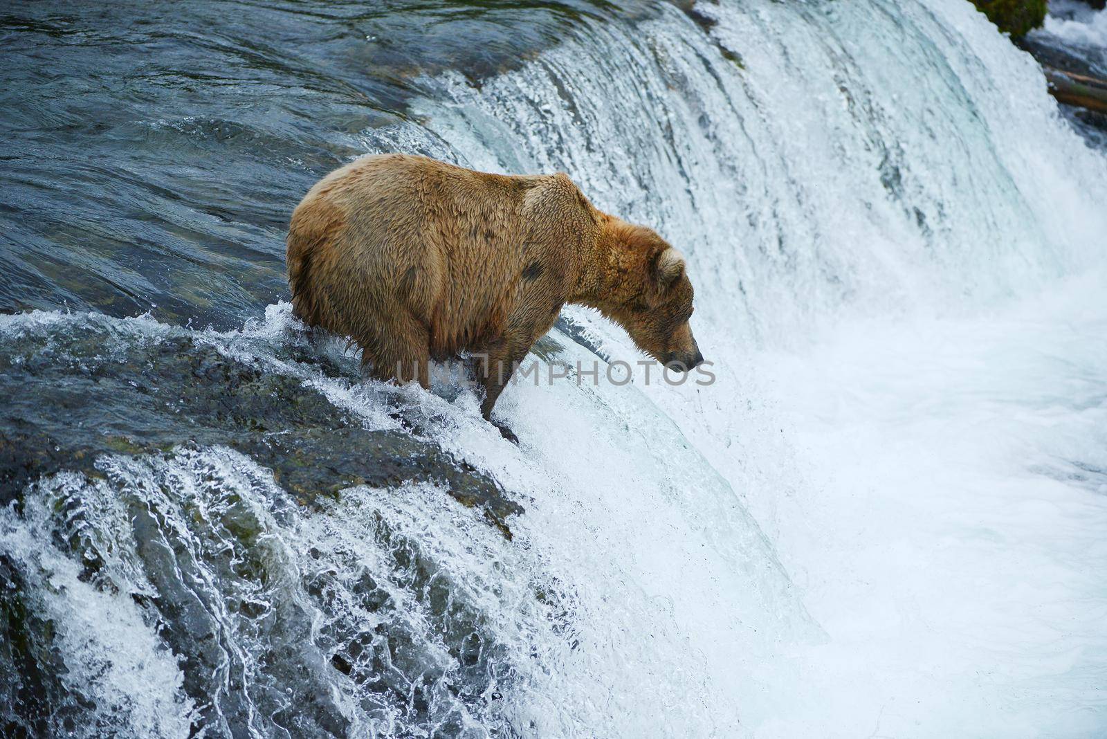 grizzly bear in brooks river hunting for salmon at katmai national park in alaska