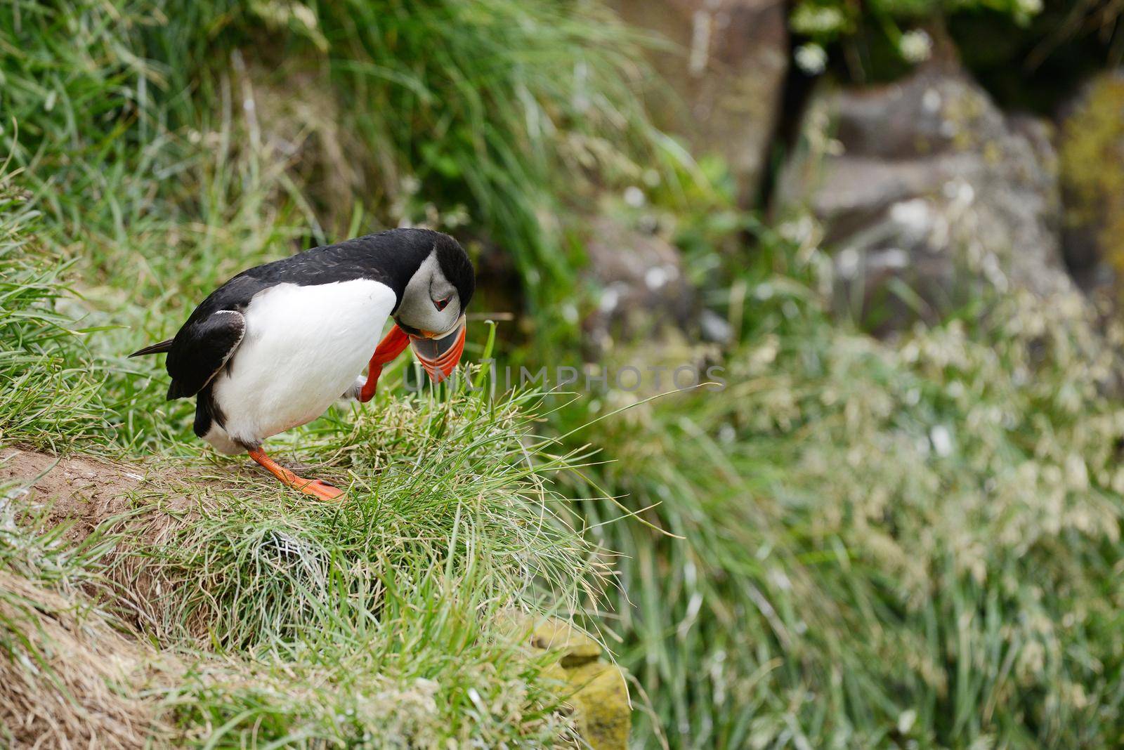 Puffin bird on grass cliff in Iceland