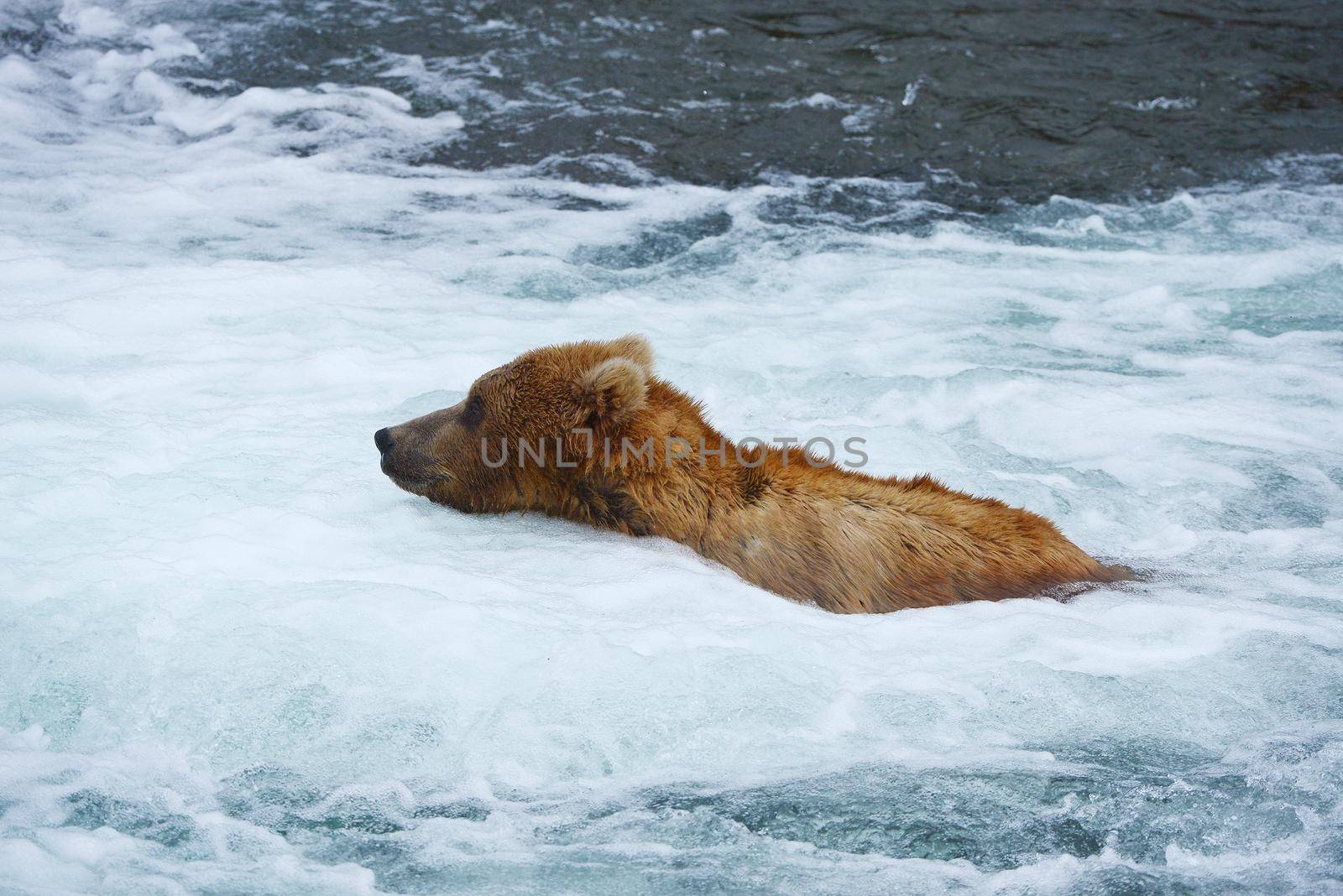 grizzly bear in brooks river hunting for salmon at katmai national park in alaska