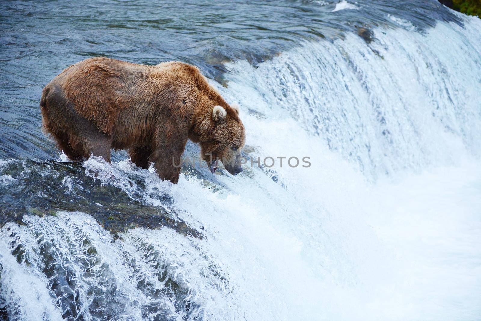 grizzly bear in brooks river hunting for salmon at katmai national park in alaska