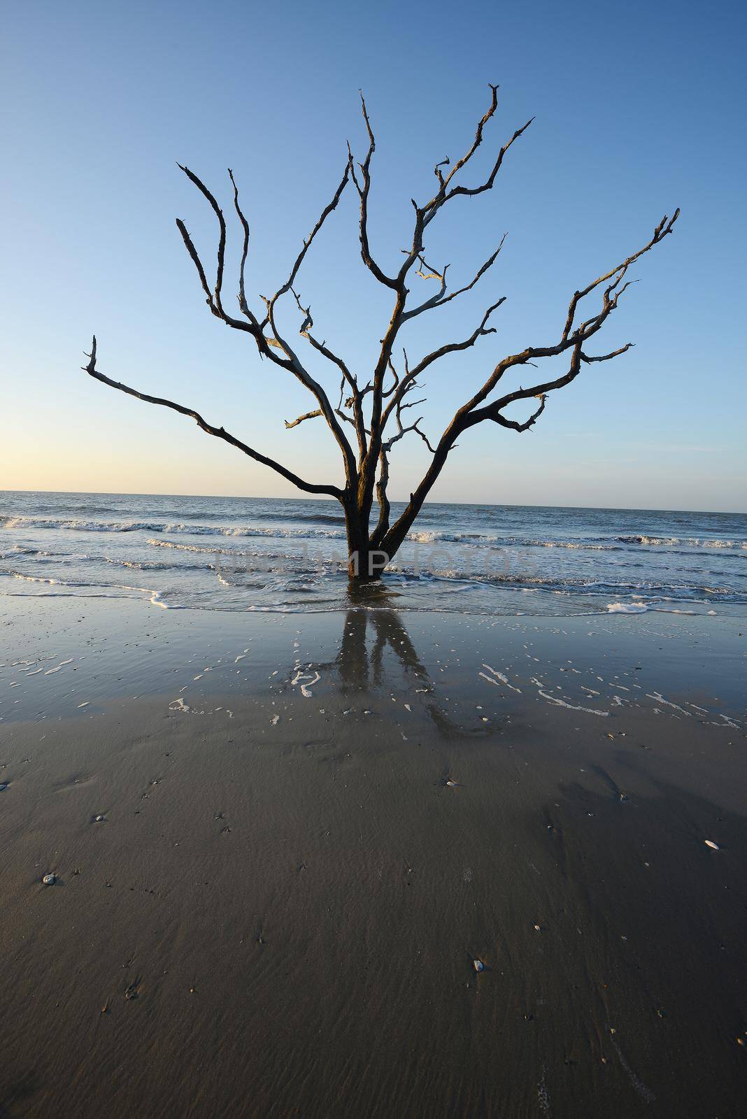 dead tree on a beach at botany bay near Charleston as seen during low tide