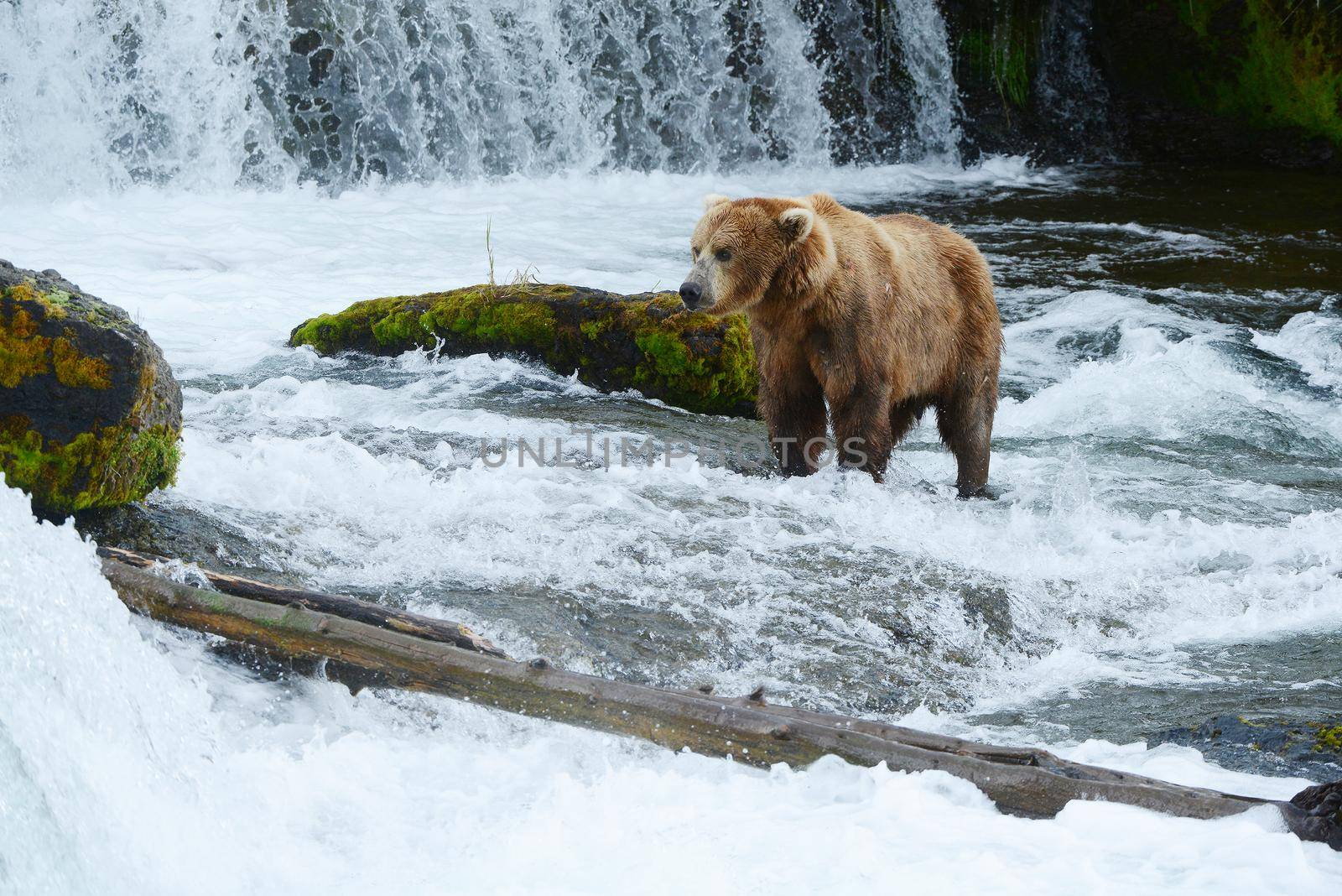 grizzly bear hunting for salmon in alaska